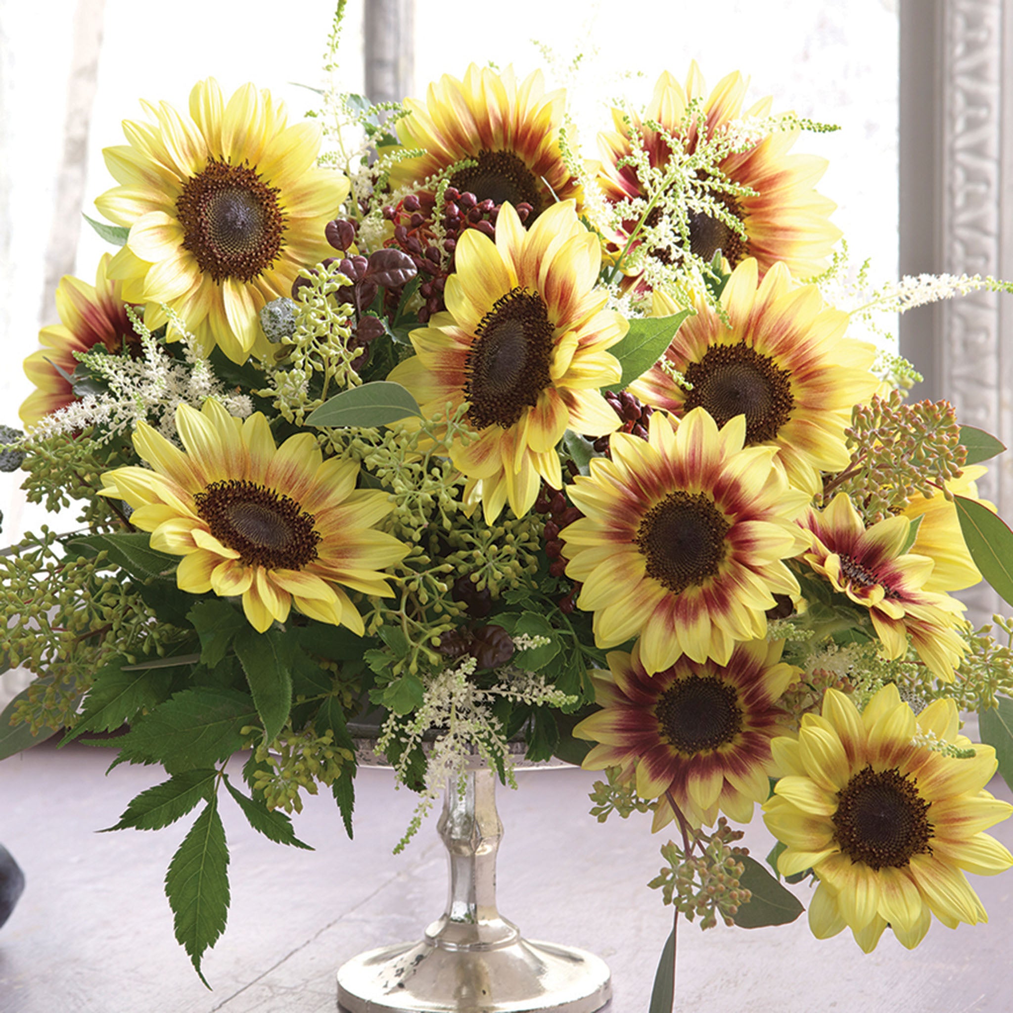 Sunflower, Marley Hybrid