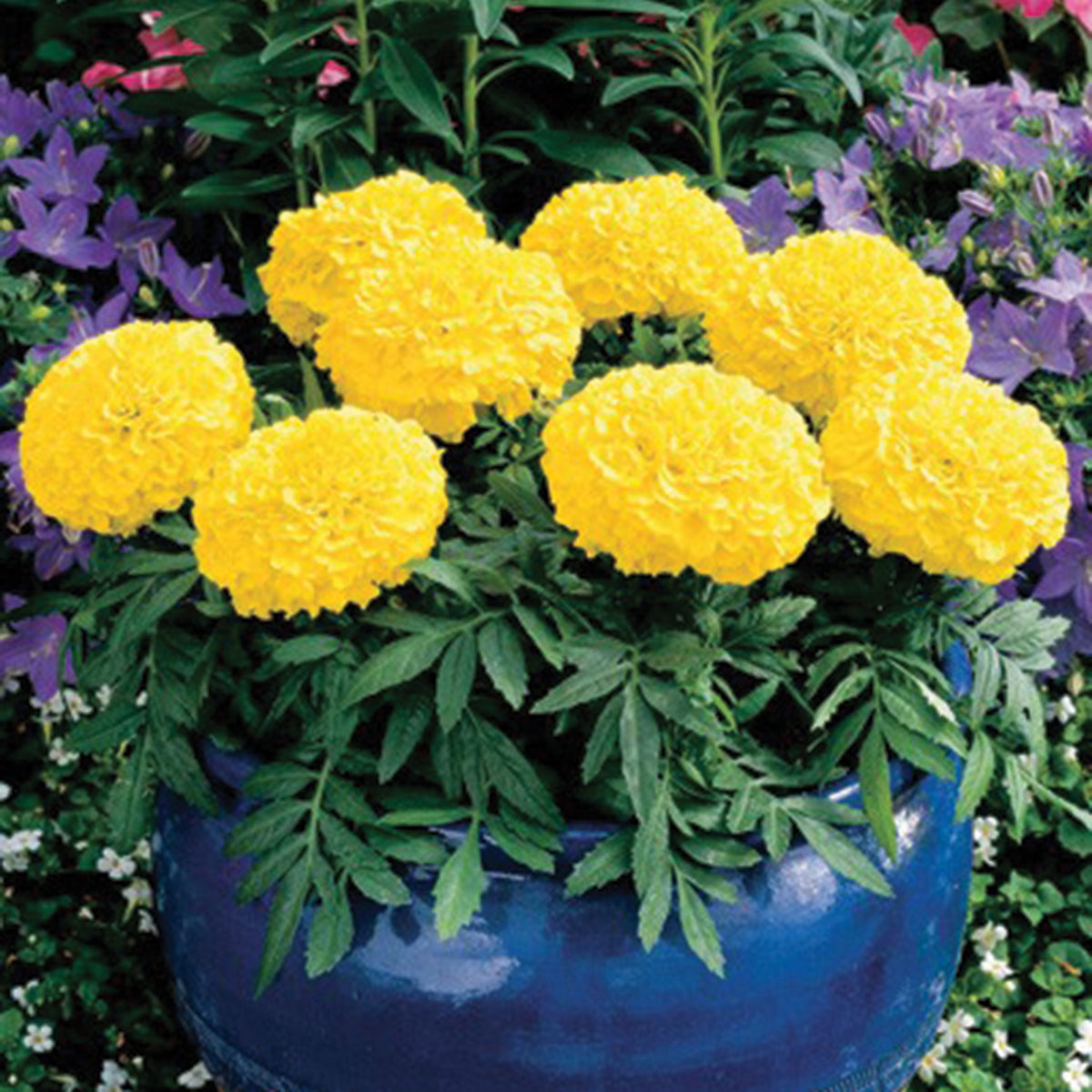 Marigold, Antigua™ Yellow Hybrid