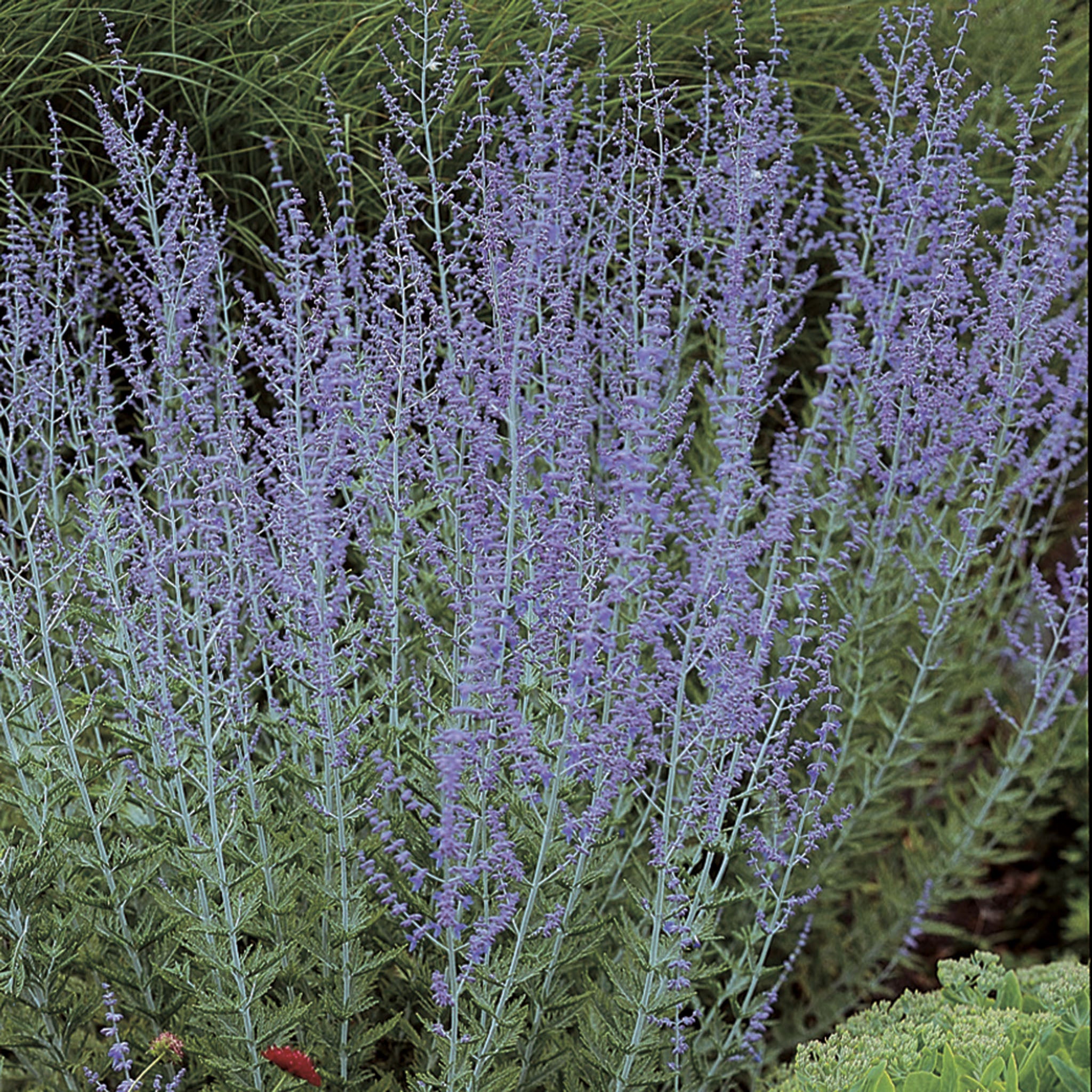 Russian Sage, Blue Spire