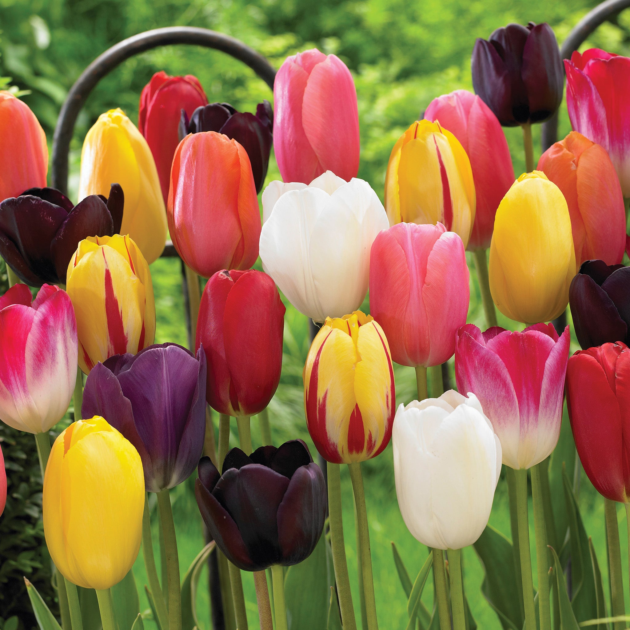Tulip, Single Late Mix, 25 Pack