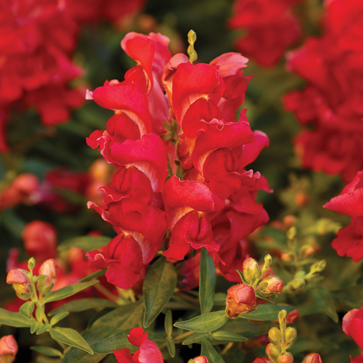 Snapdragon, Snappy™ Cherry Hybrid
