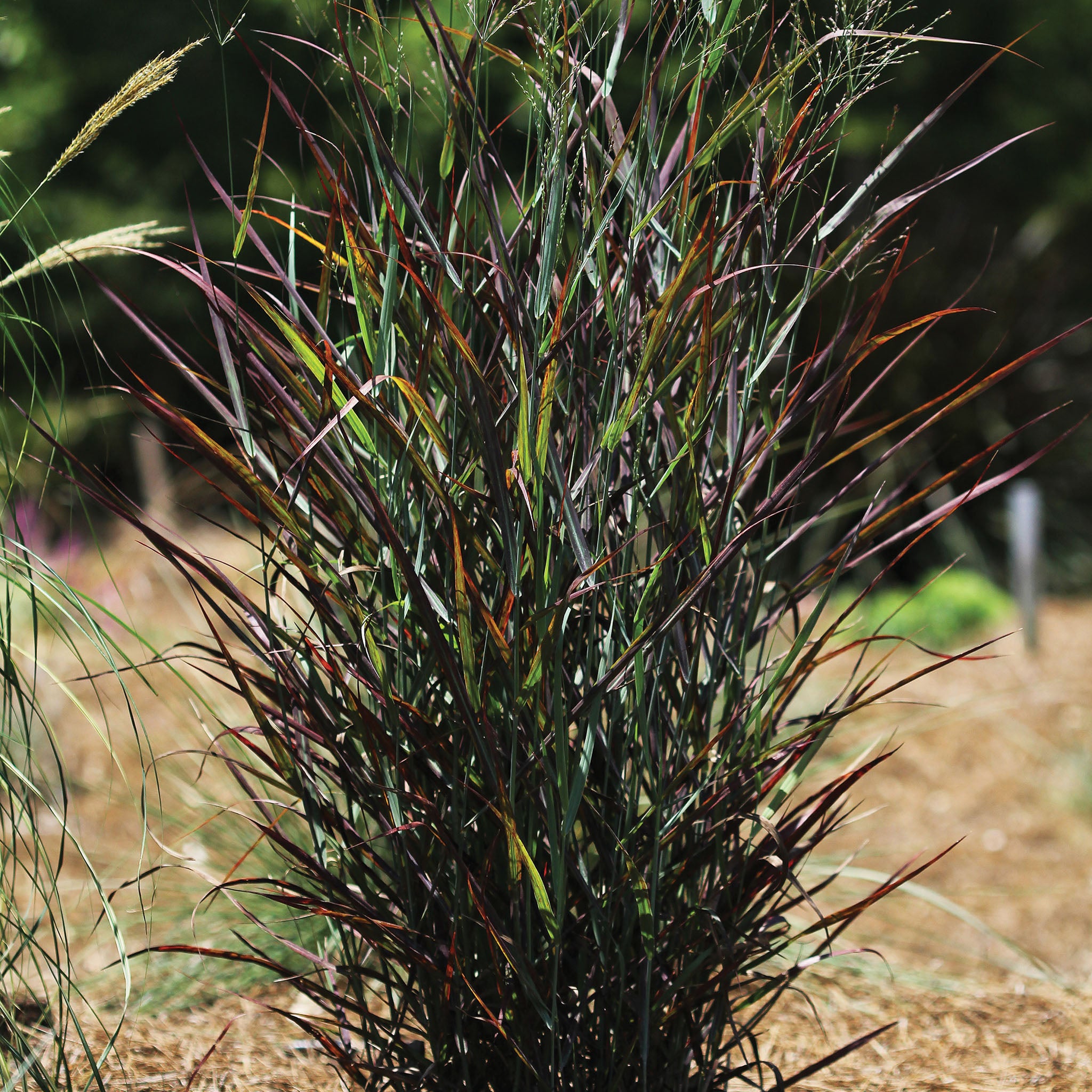 Grass, Hot Rod Switch