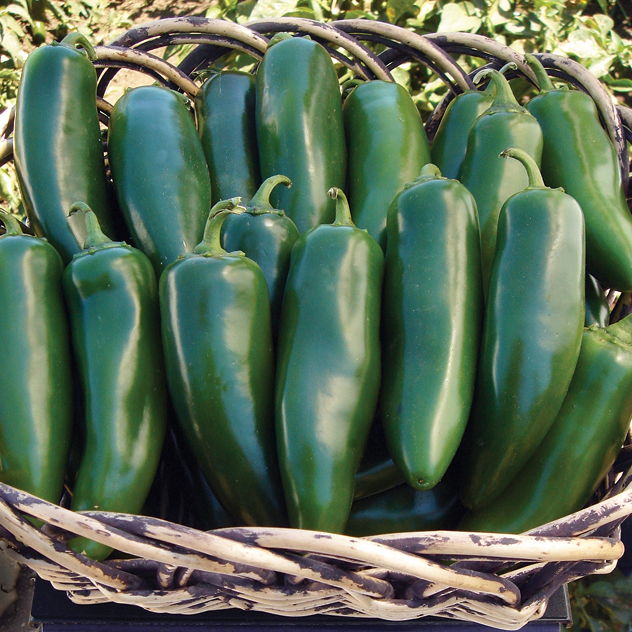Pepper, Goliath™ Jalapeno Hybrid