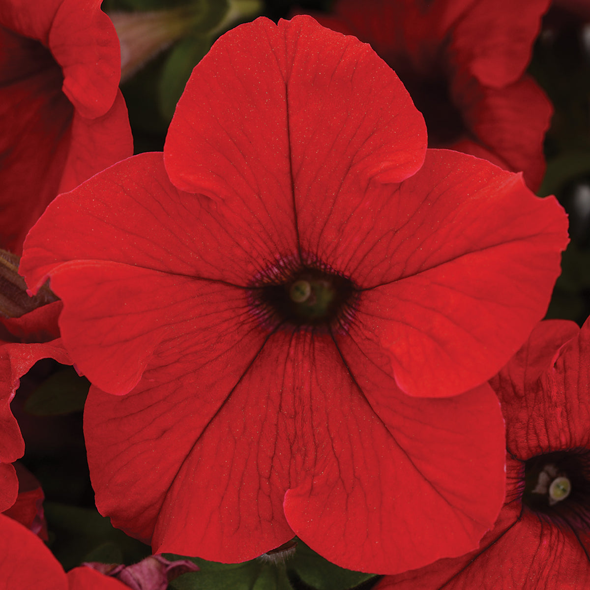 Petunia, EZ Rider® Red Hybrid