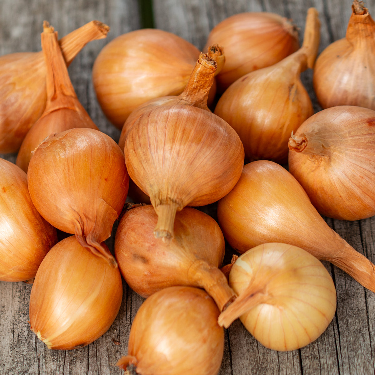 Shallot, Golden, 1/2 Lb