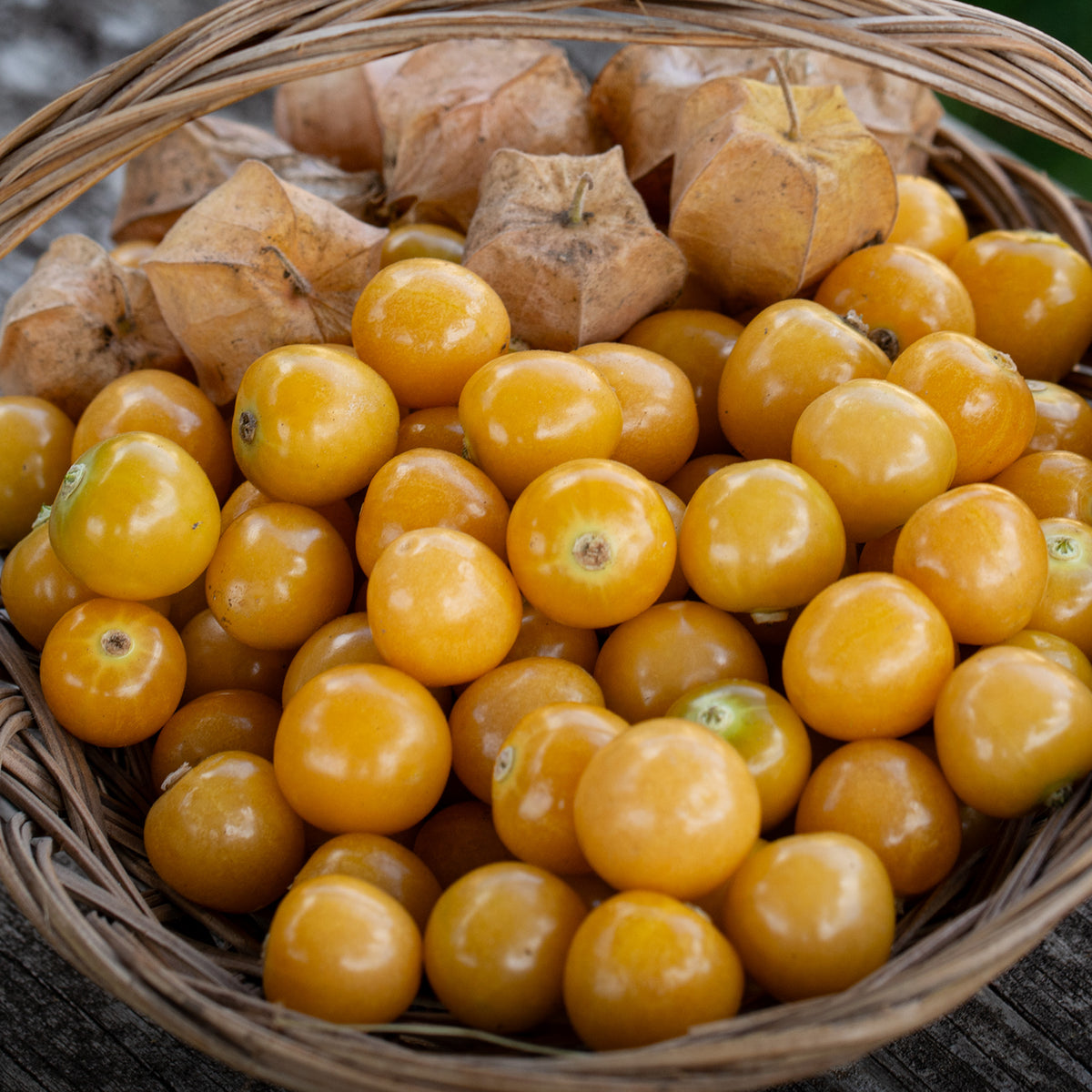 Ground Cherry, Aunt Molly's