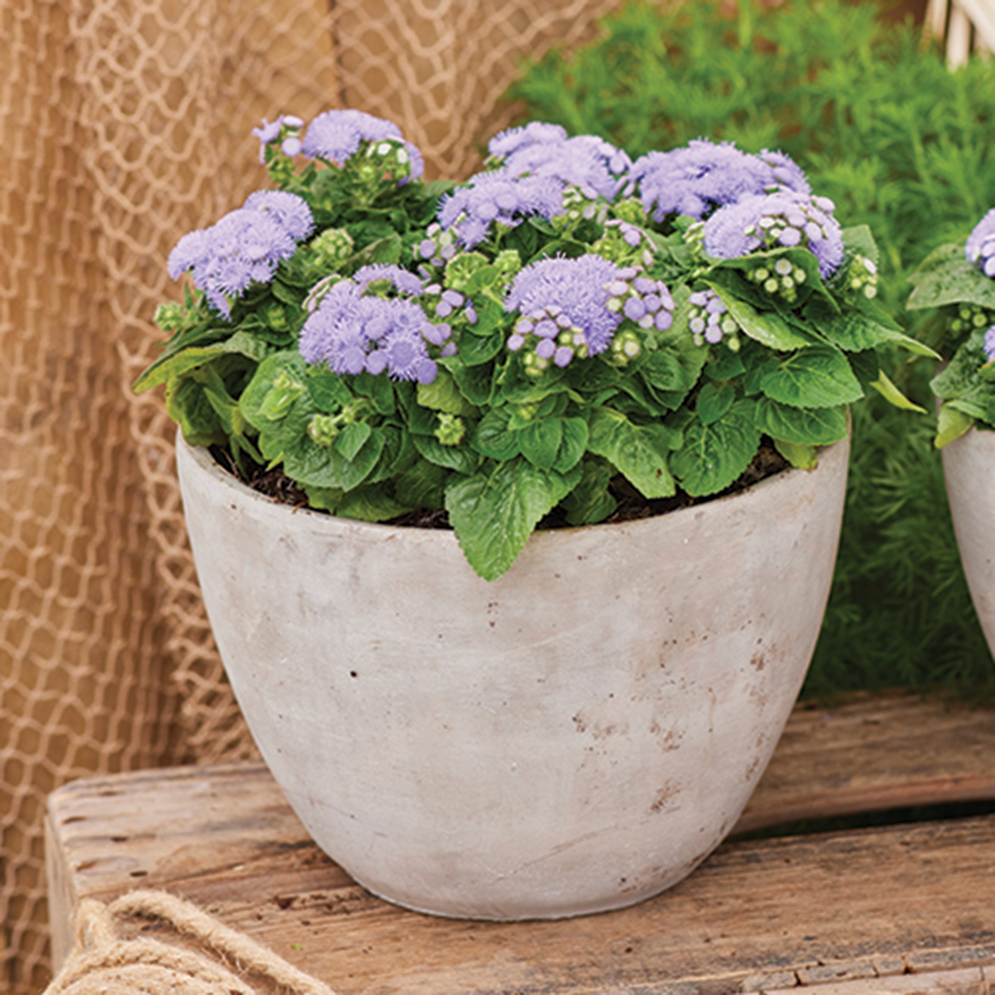 Ageratum, Kona Blue Hybrid