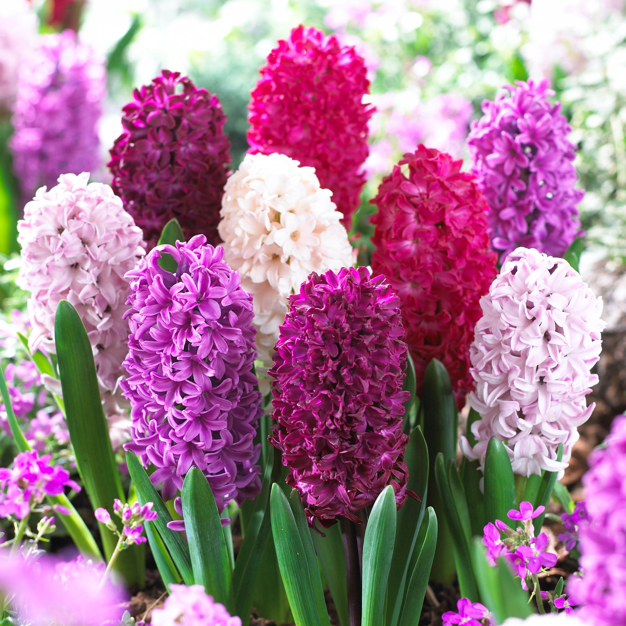 Hyacinth, Velvety Violets Blend, 10 Pack
