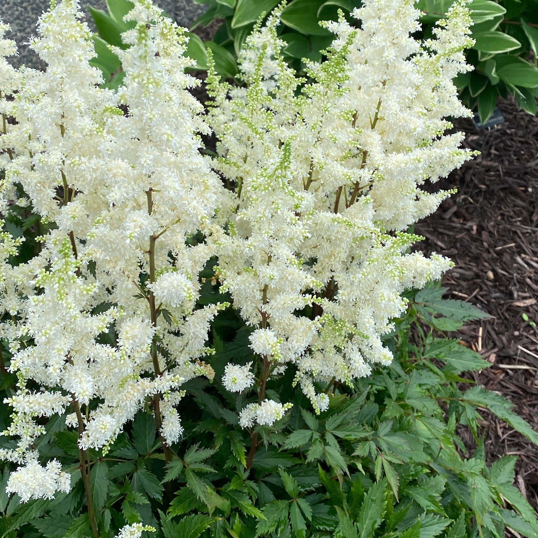 Astilbe, Happy Spirit