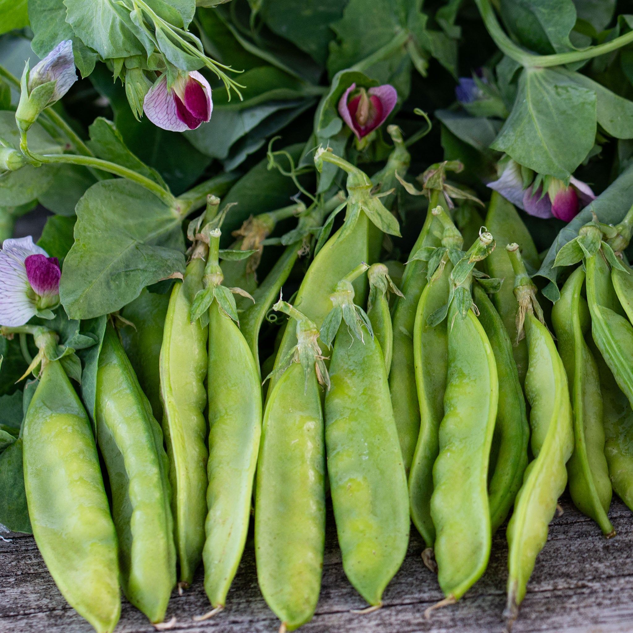 Pea, Little SnowPea Purple Hybrid
