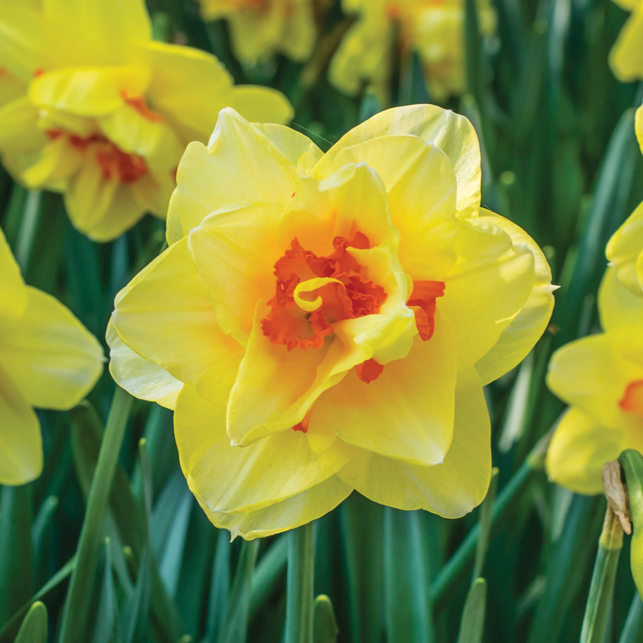 Daffodil, Tahiti, 10 Pack