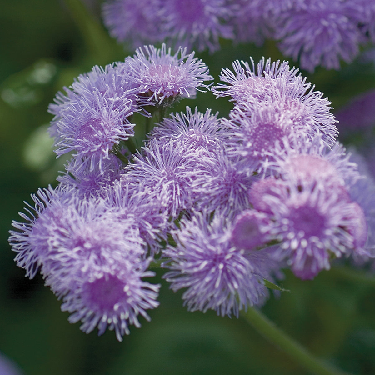 Ageratum, Blue Horizon Hybrid