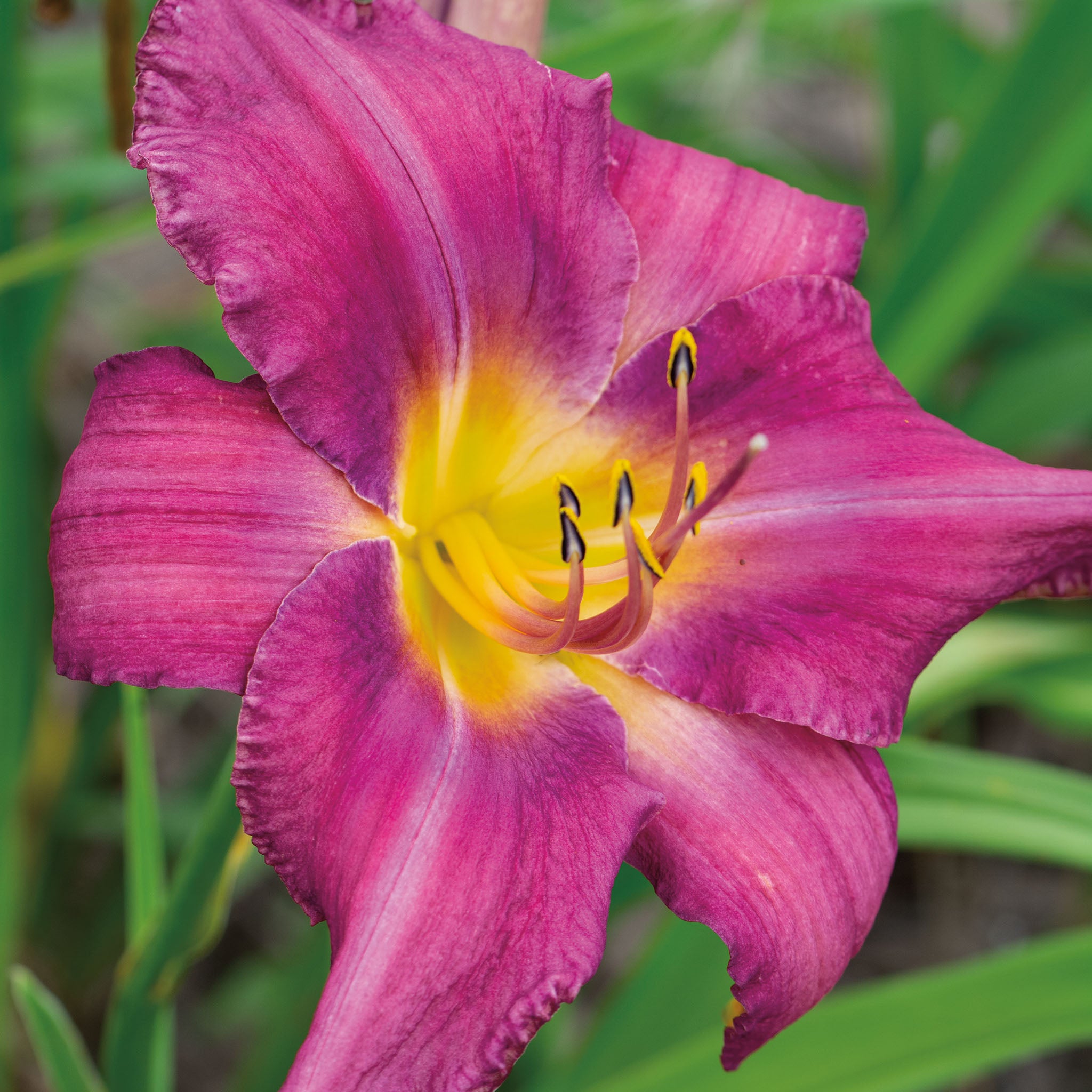 Daylily, Chicago Arnie's Choice