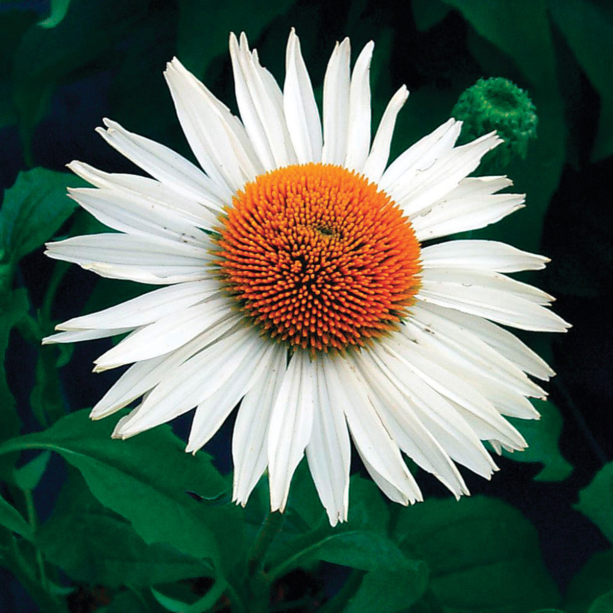 Echinacea, Prairie Pillars™ Fragrant Angel
