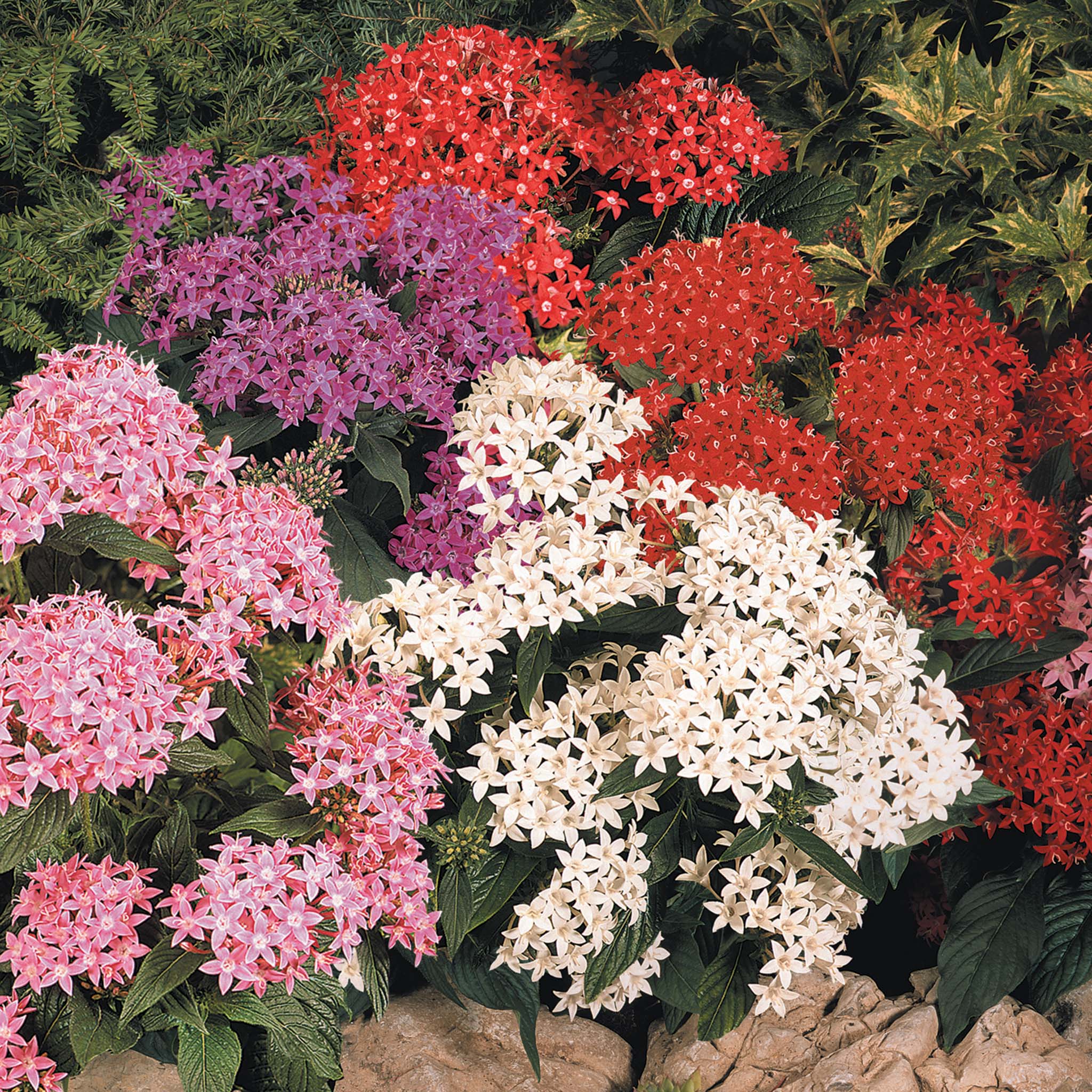 Pentas, Graffiti® OG Mix Hybrid