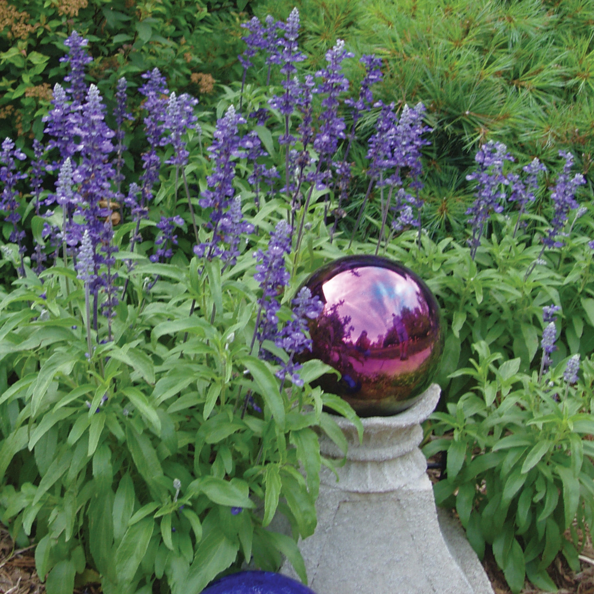 Salvia, Victoria
