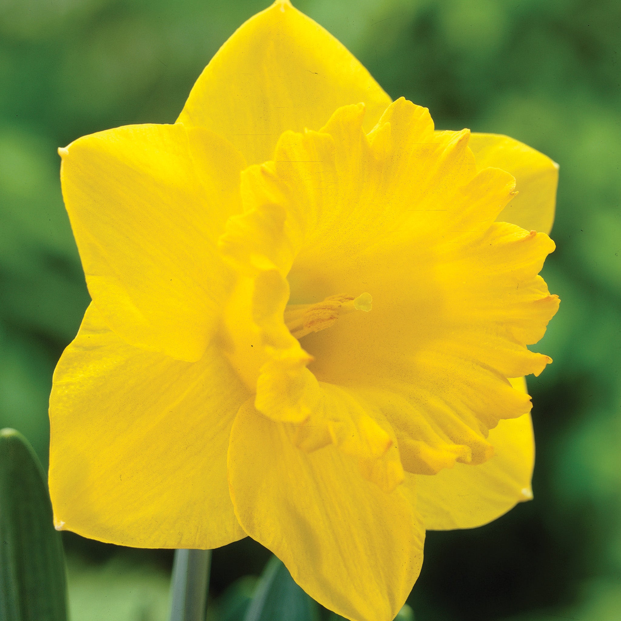 Daffodil, Dutch Master, 10 Pack