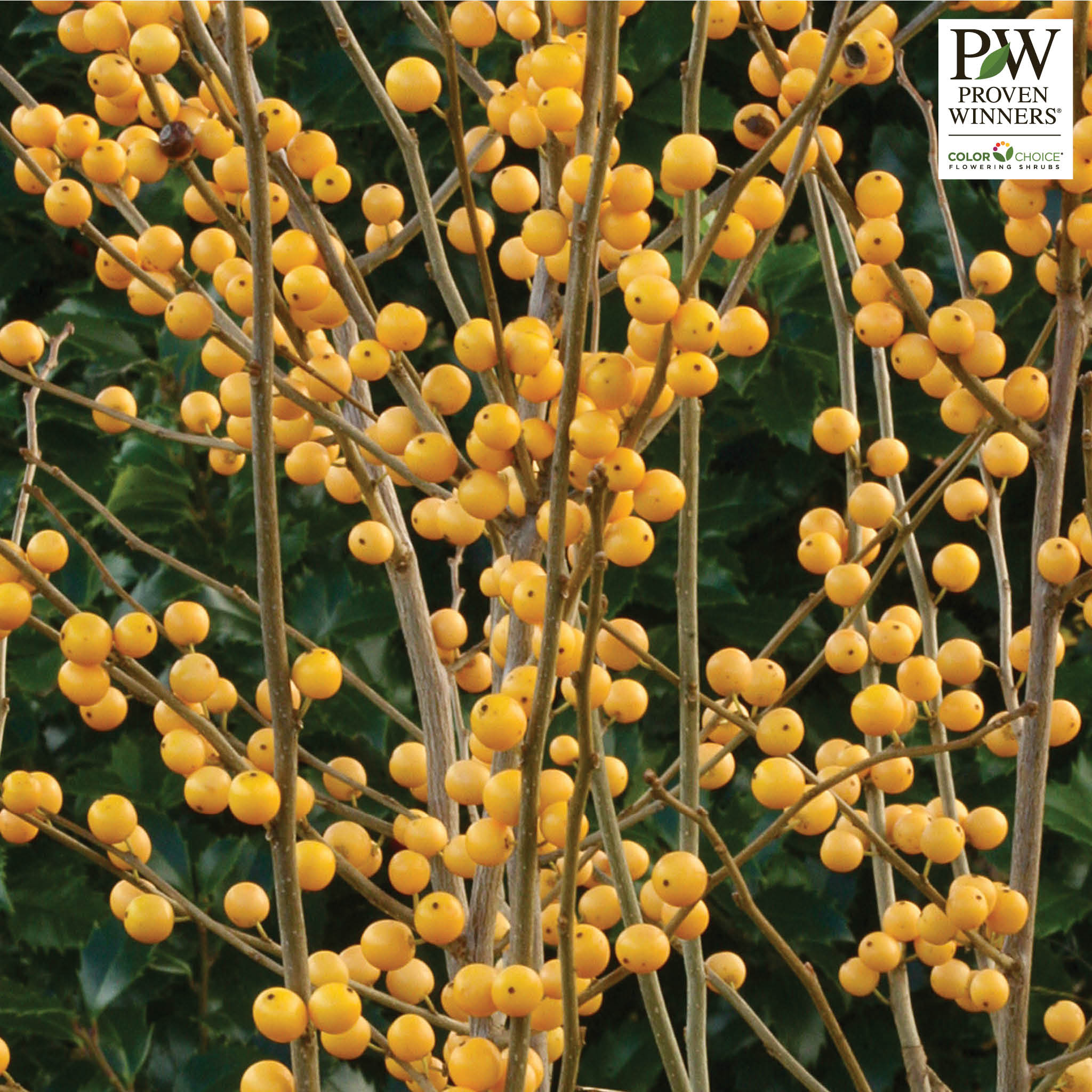 Winterberry Holly, Berry Heavy® Gold