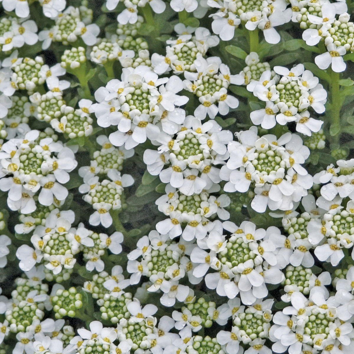 Iberis, Snowflake