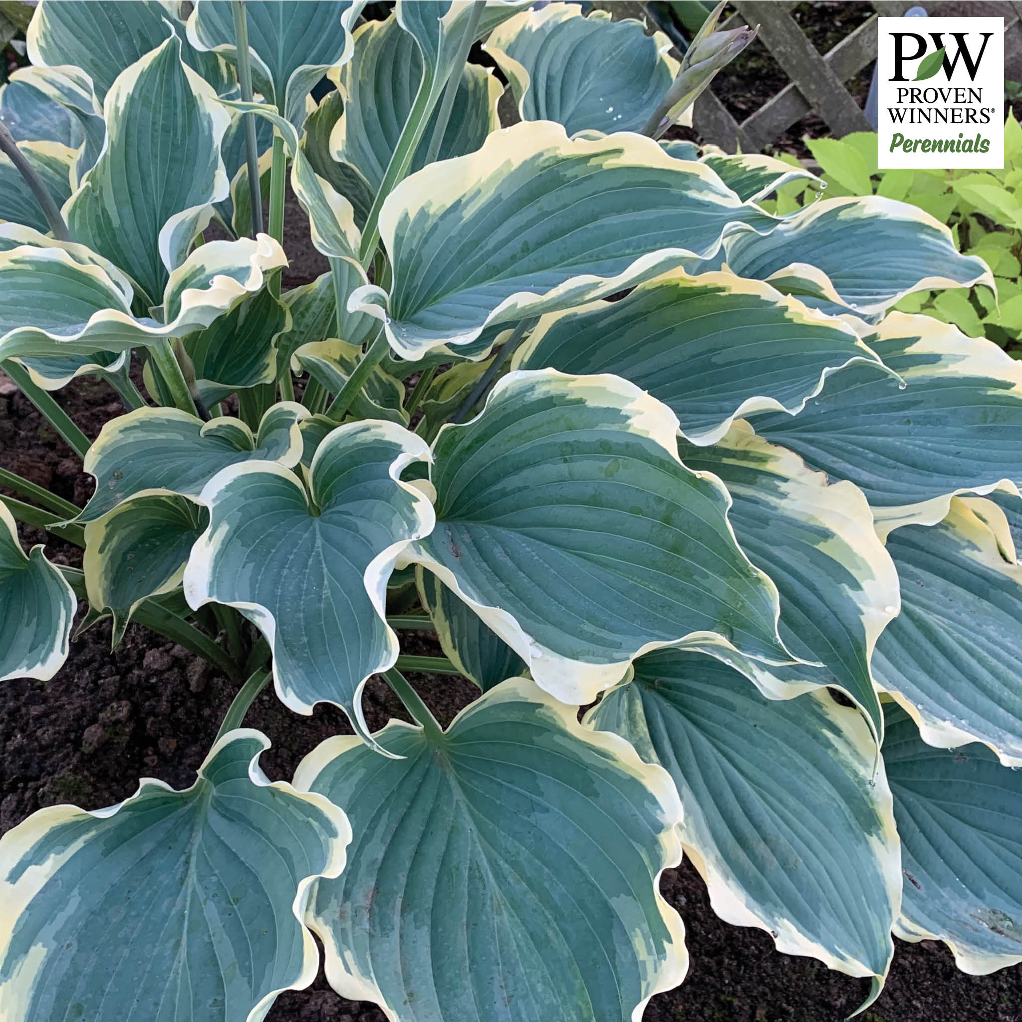 Hosta, Hope Springs Eternal