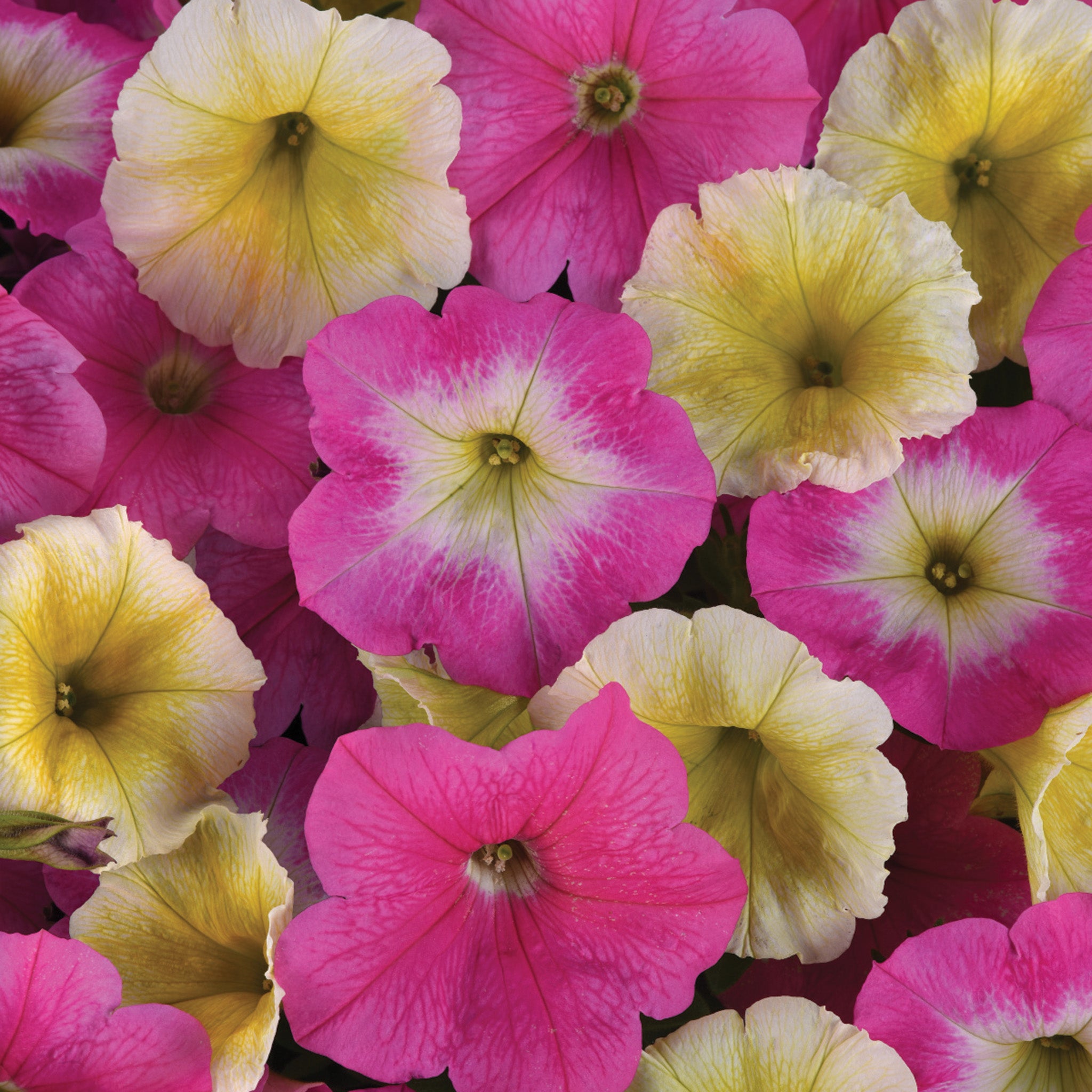 Petunia, E3 Easy Wave® Sweet Taffy Mix Hybrid