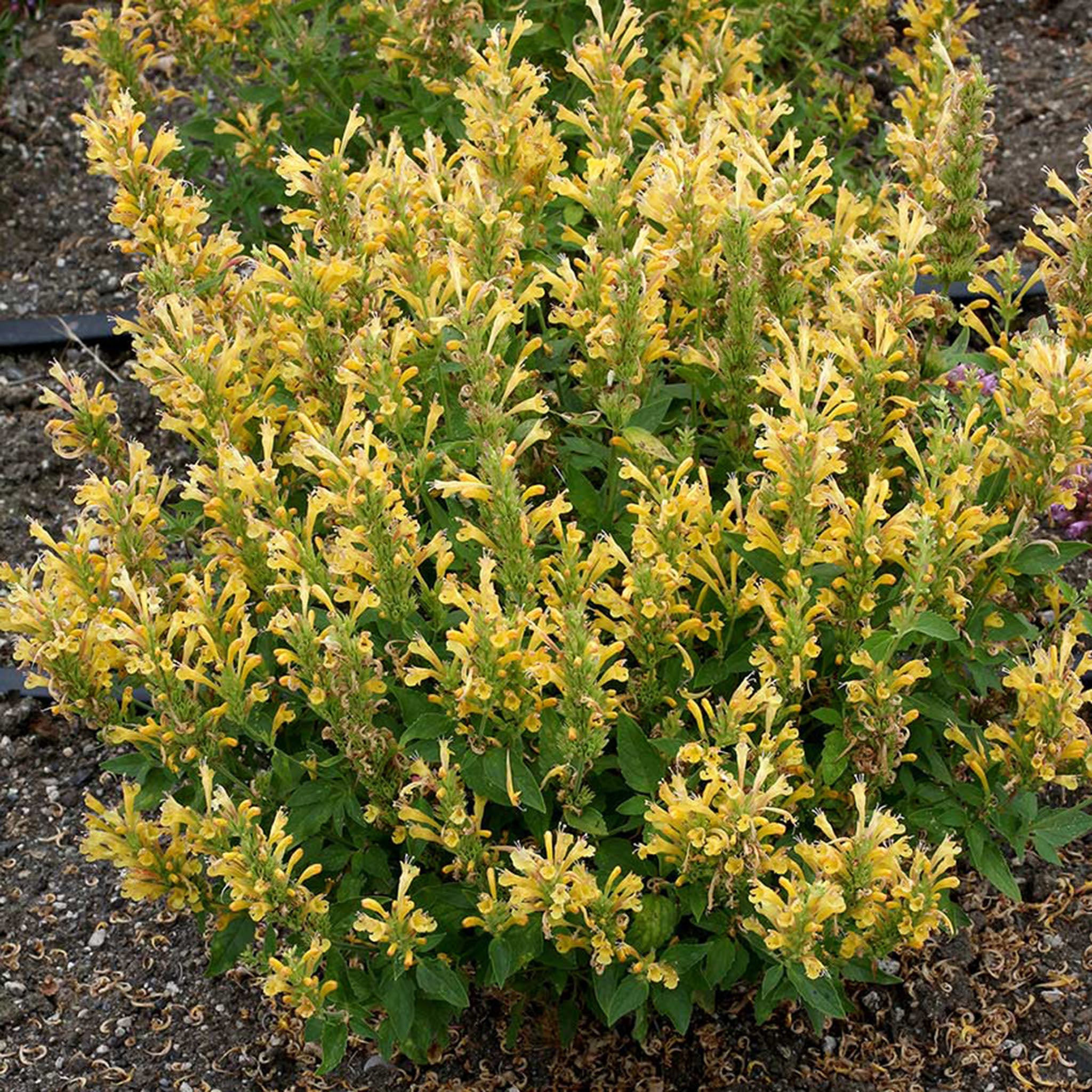 Agastache, Poquito™ Butter Yellow