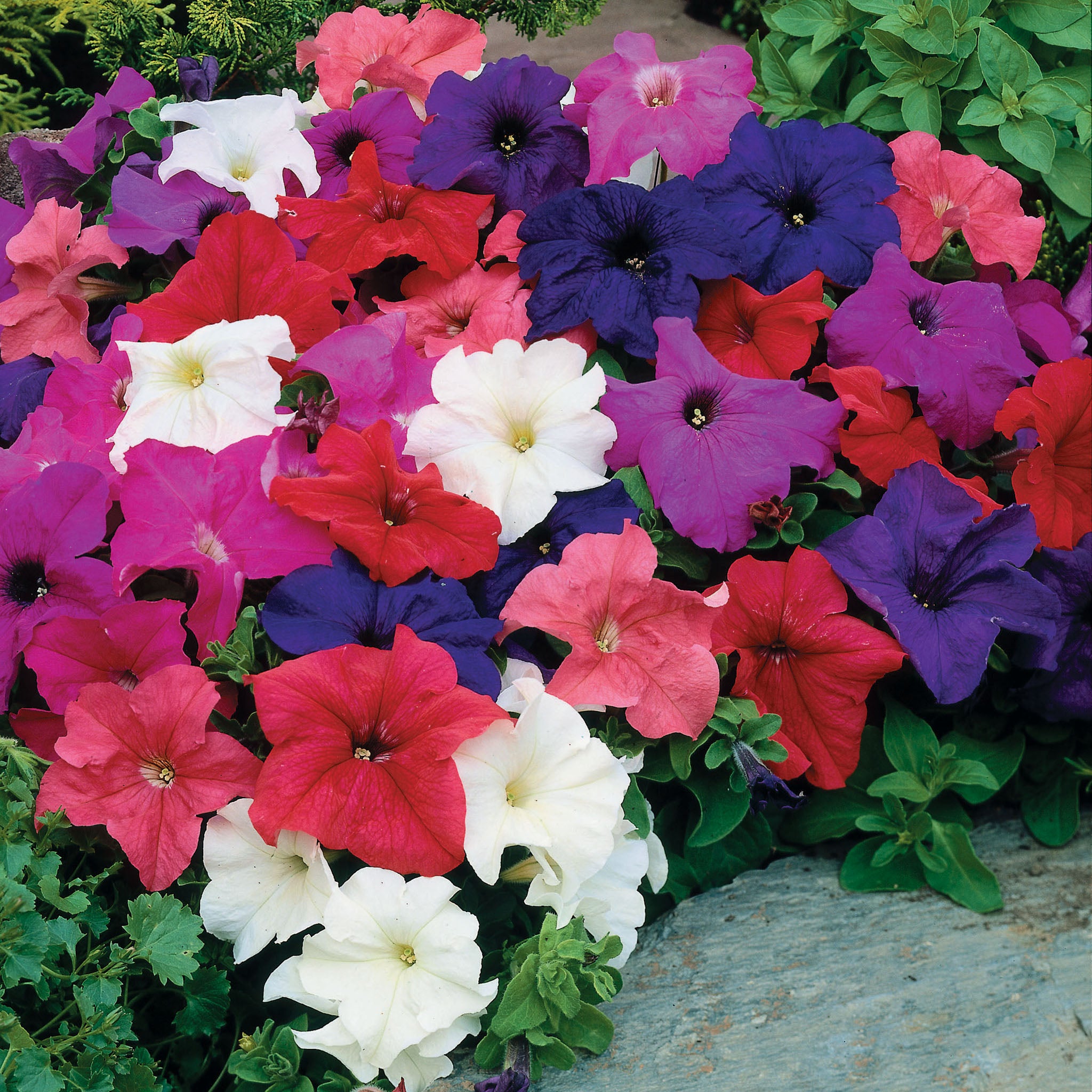 Petunia, Limbo Mix Hybrid