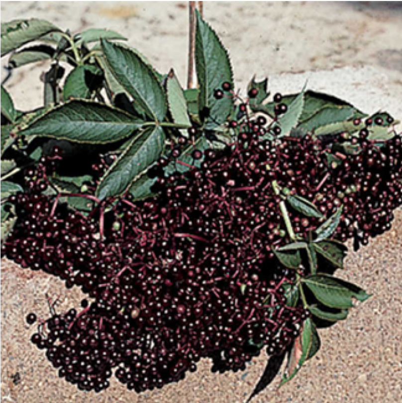Elderberry Offer, 1 of Each Variety