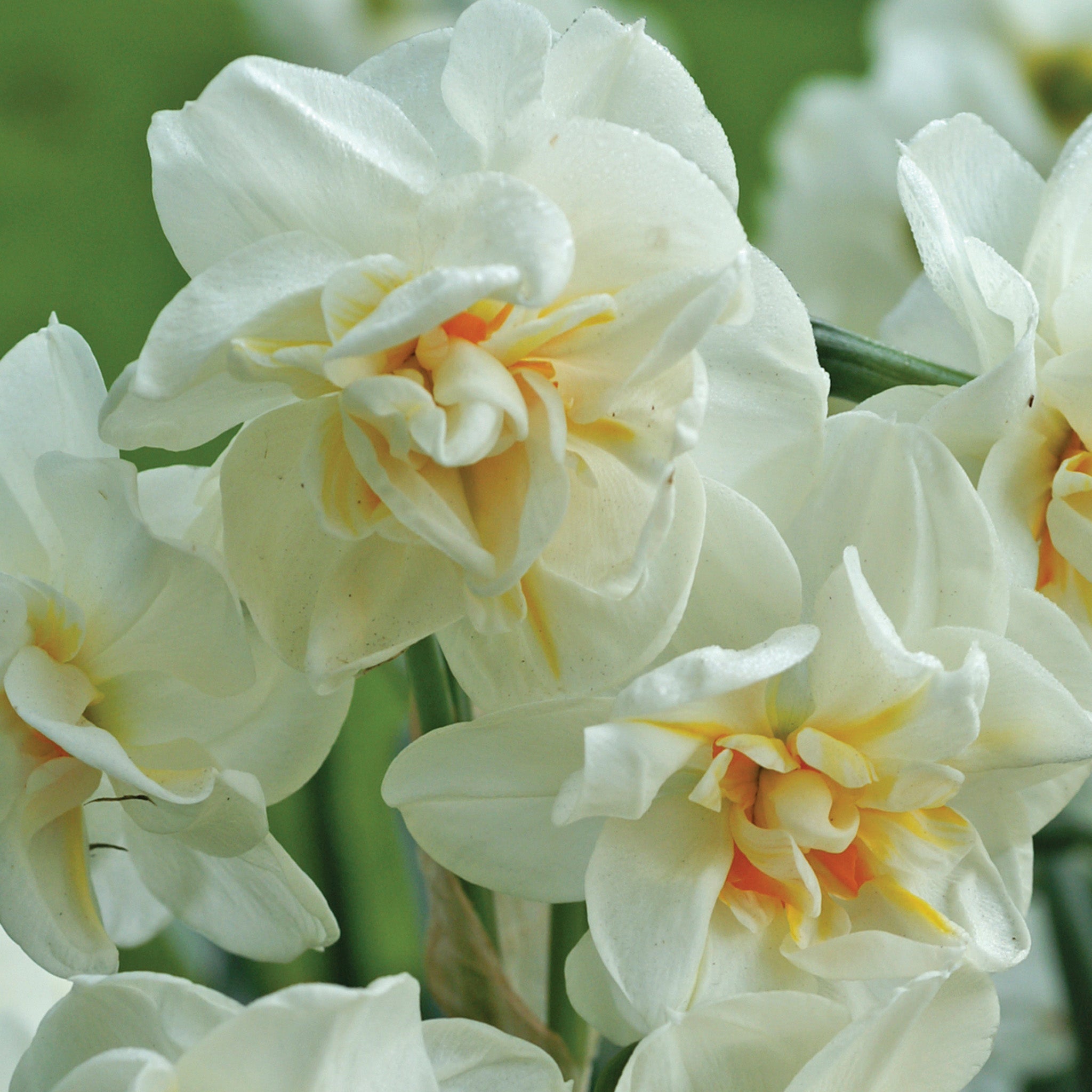 Daffodil, Sir Winston Churchill, 10 Pack