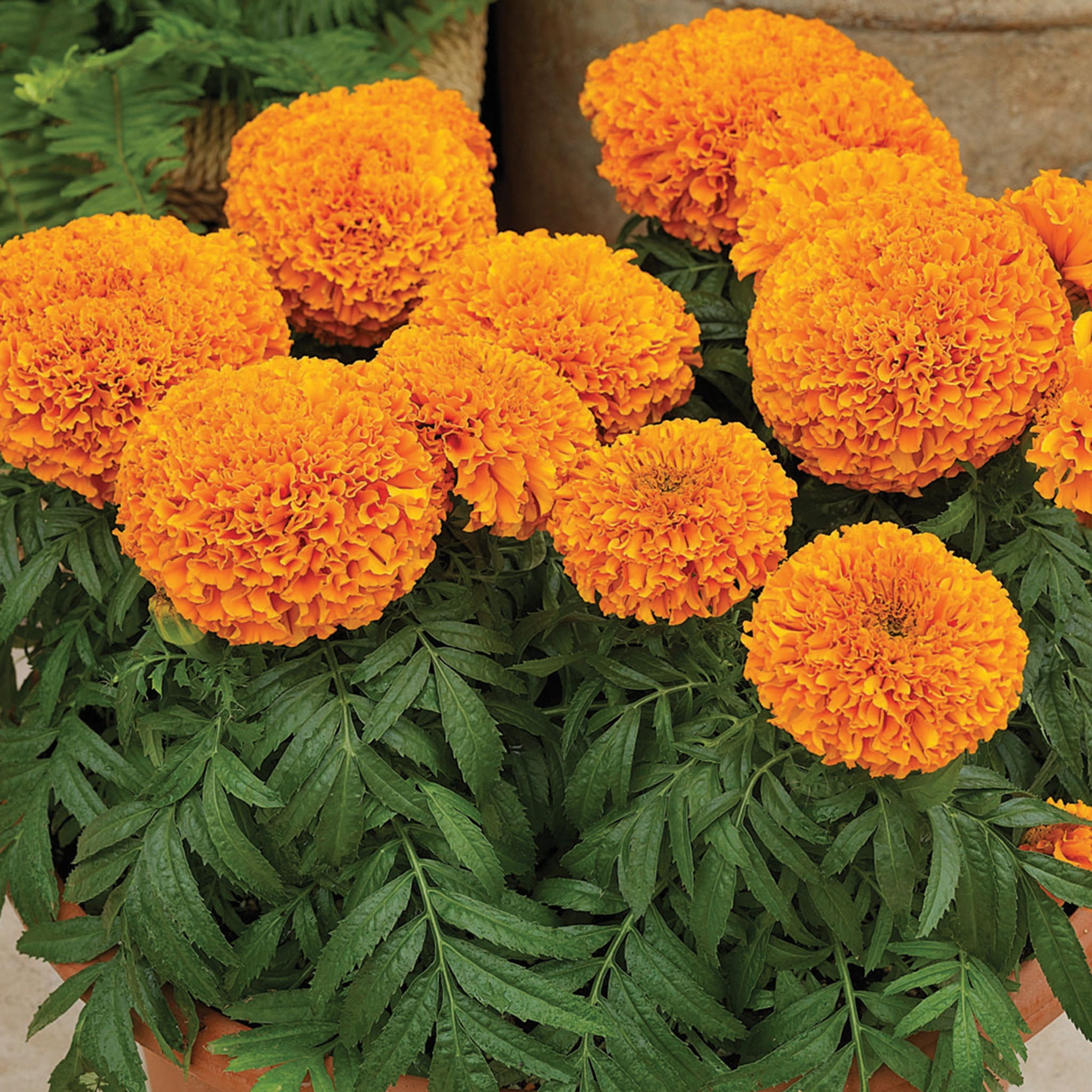 Marigold, Moonsong Deep Orange