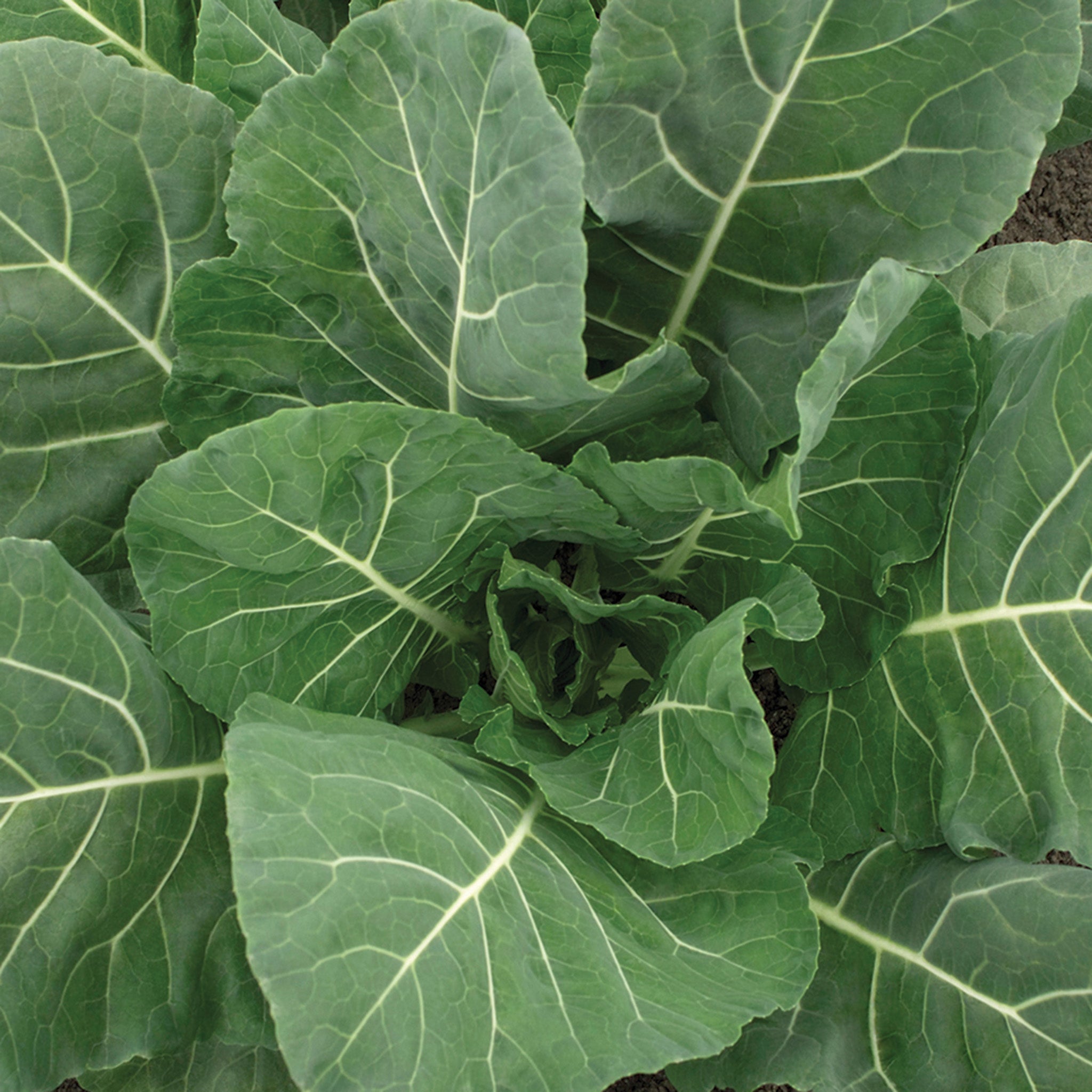 Collards, Flash Hybrid