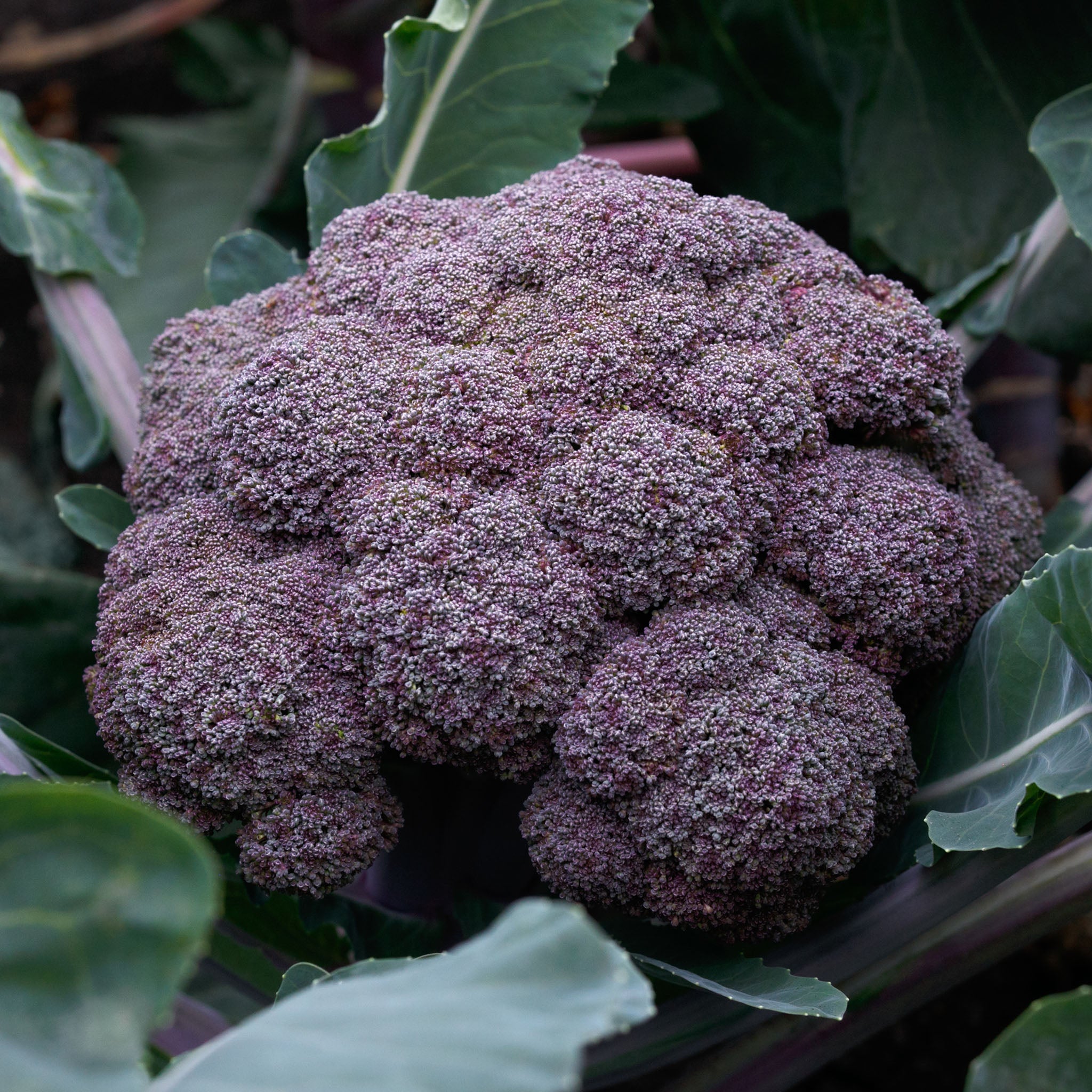 Broccoli, Purple Magic