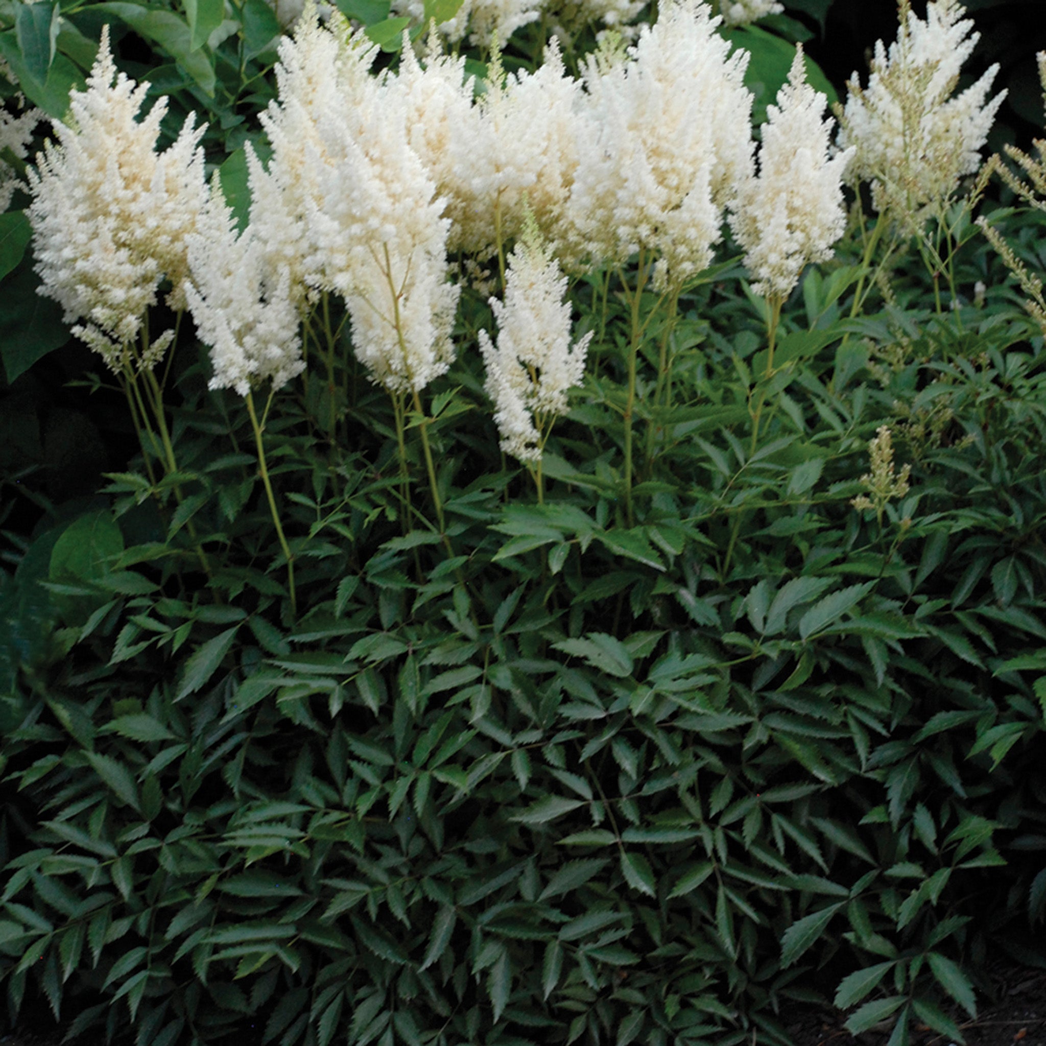 Astilbe, White Gloria