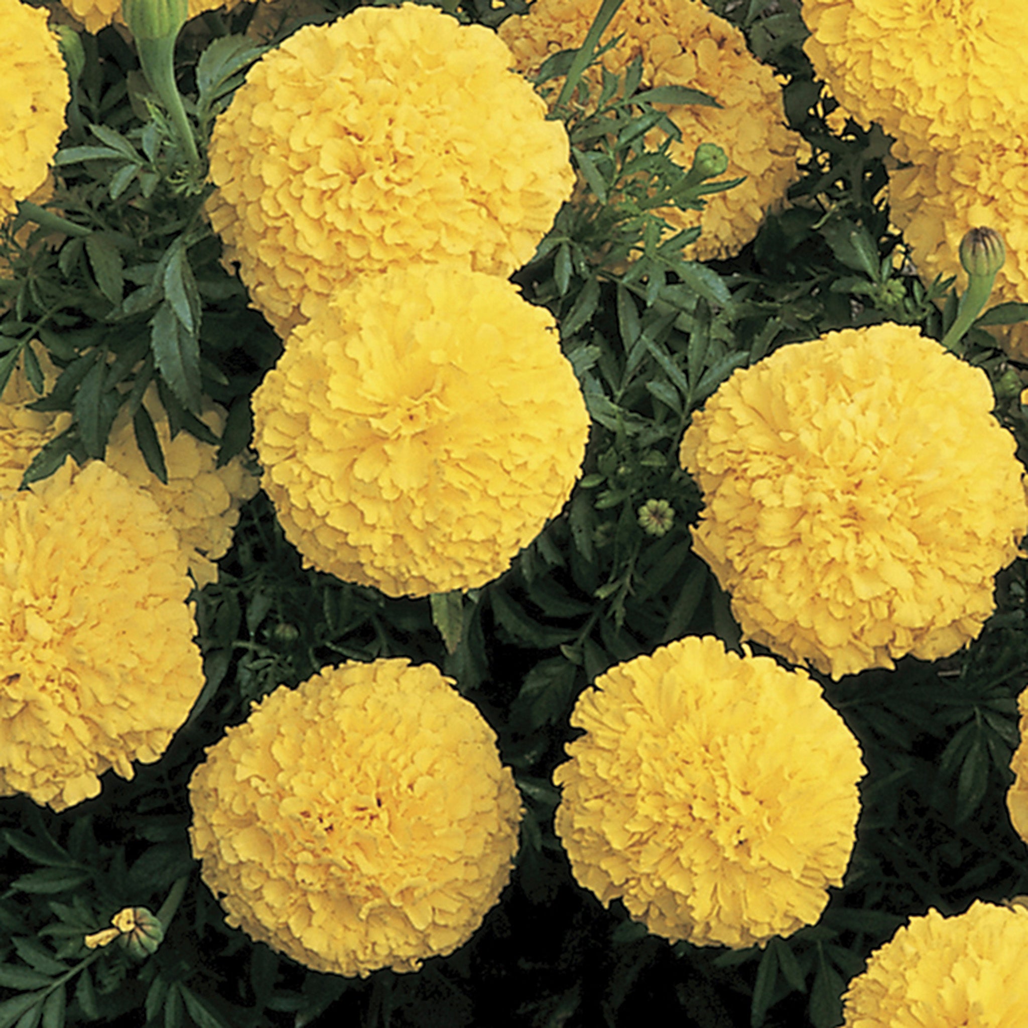Marigold, Inca II™ Yellow