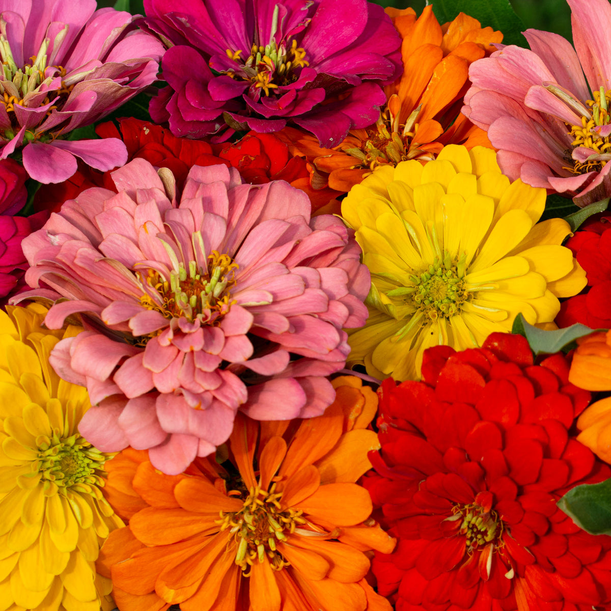 Zinnia, Magellan™ Mix Hybrid
