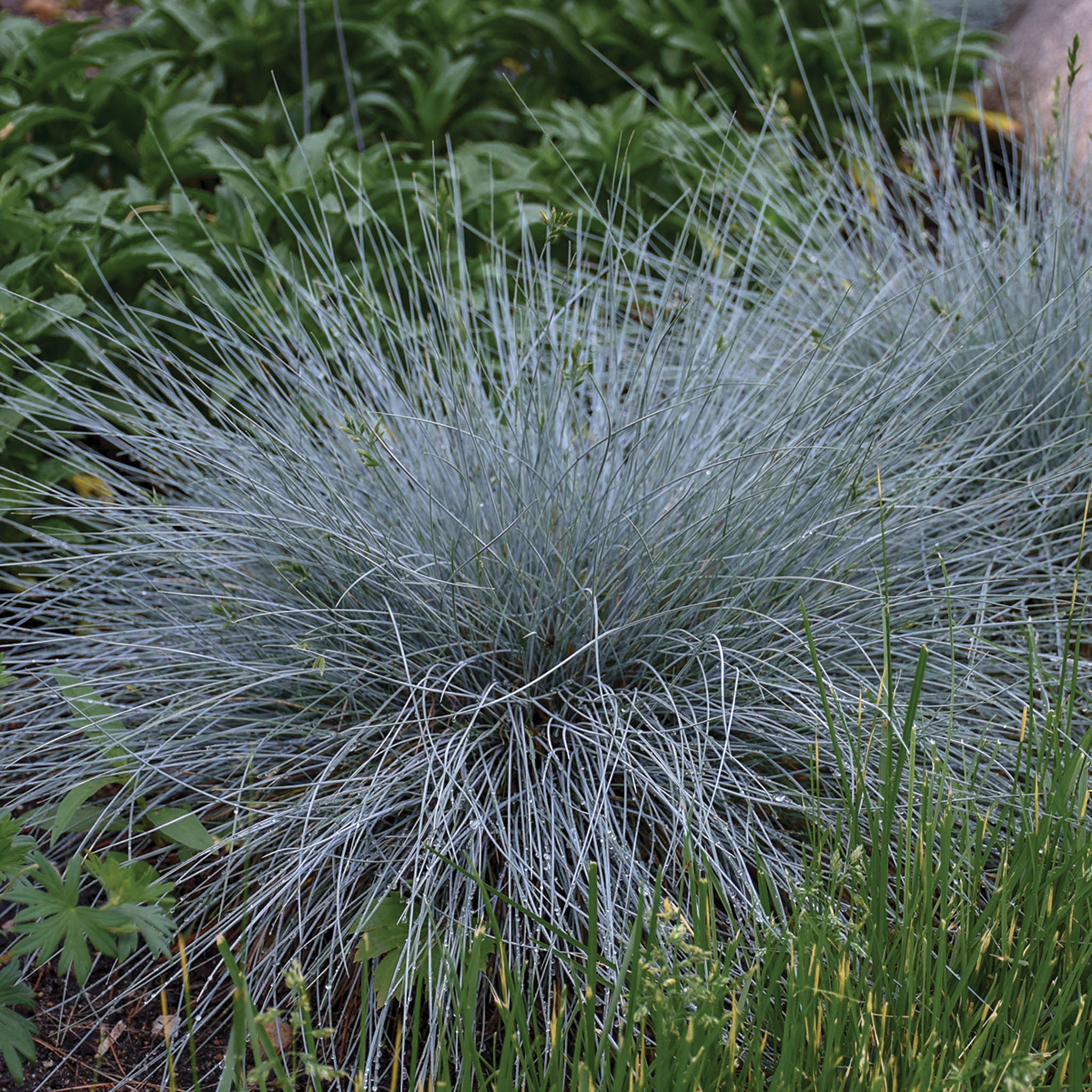 Grass, Blue Whiskers Fescue
