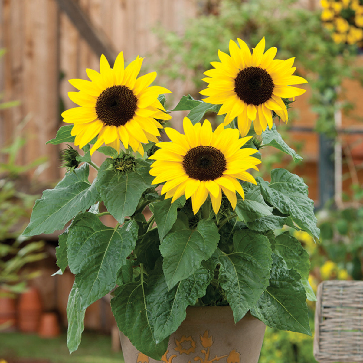 Sunflower, SunBuzz Hybrid
