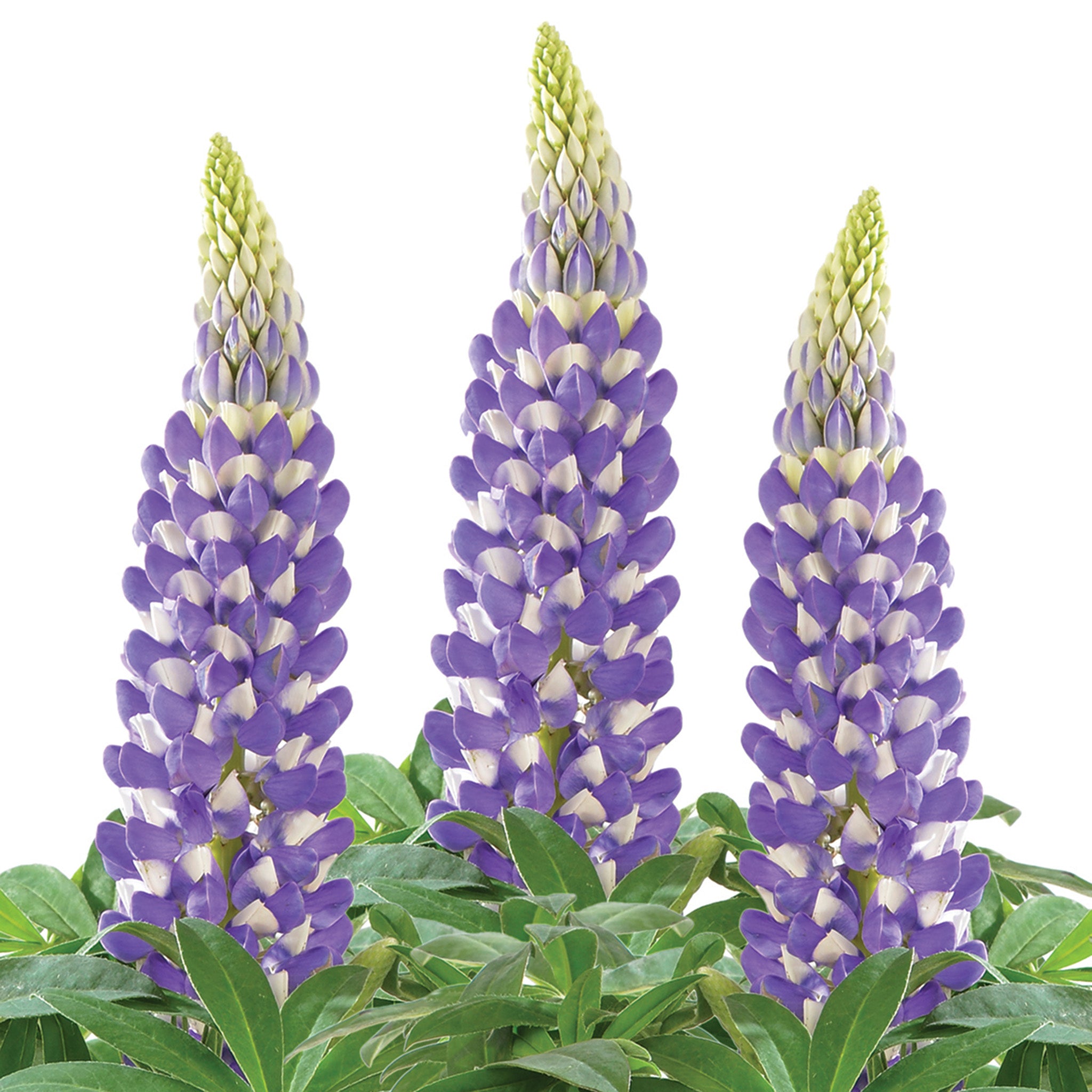 Lupine, Lupini Blue Shades Hybrid