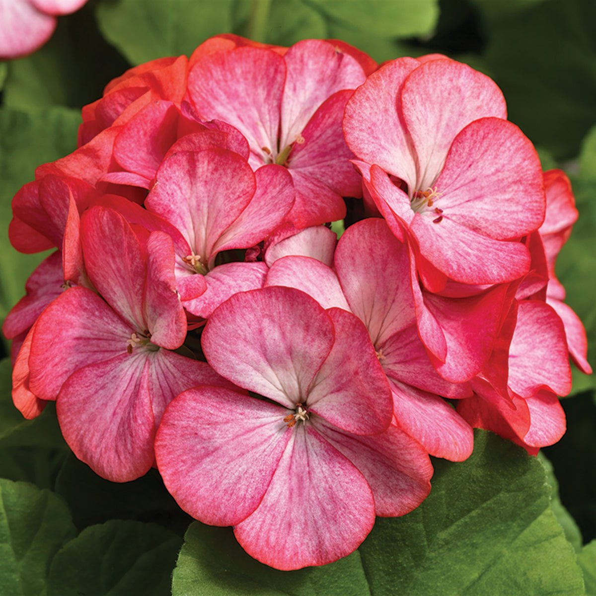Geranium, Pinto™ Premium Rose Bicolor Hybrid