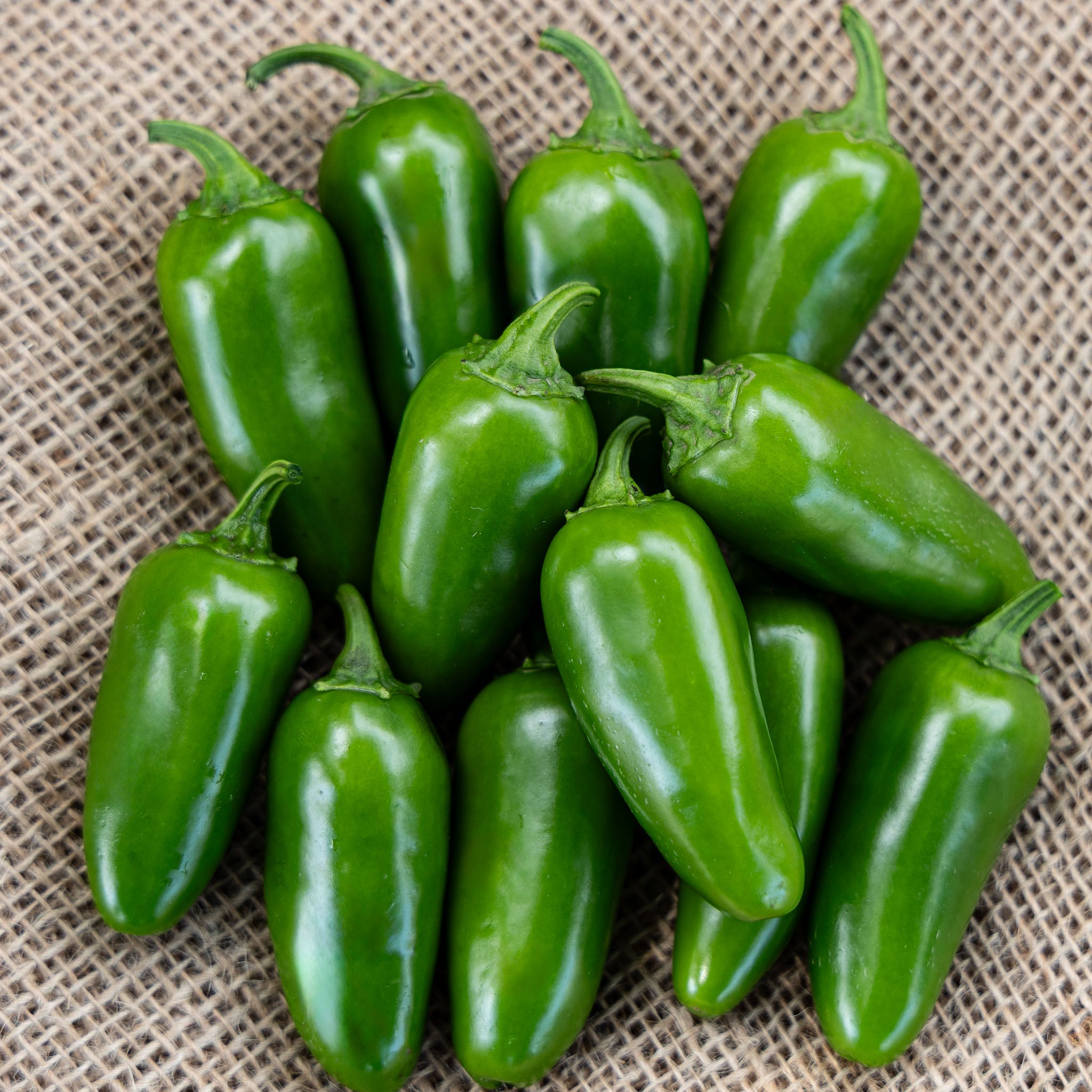 Pepper, Hot, Early Jalapeno Organic