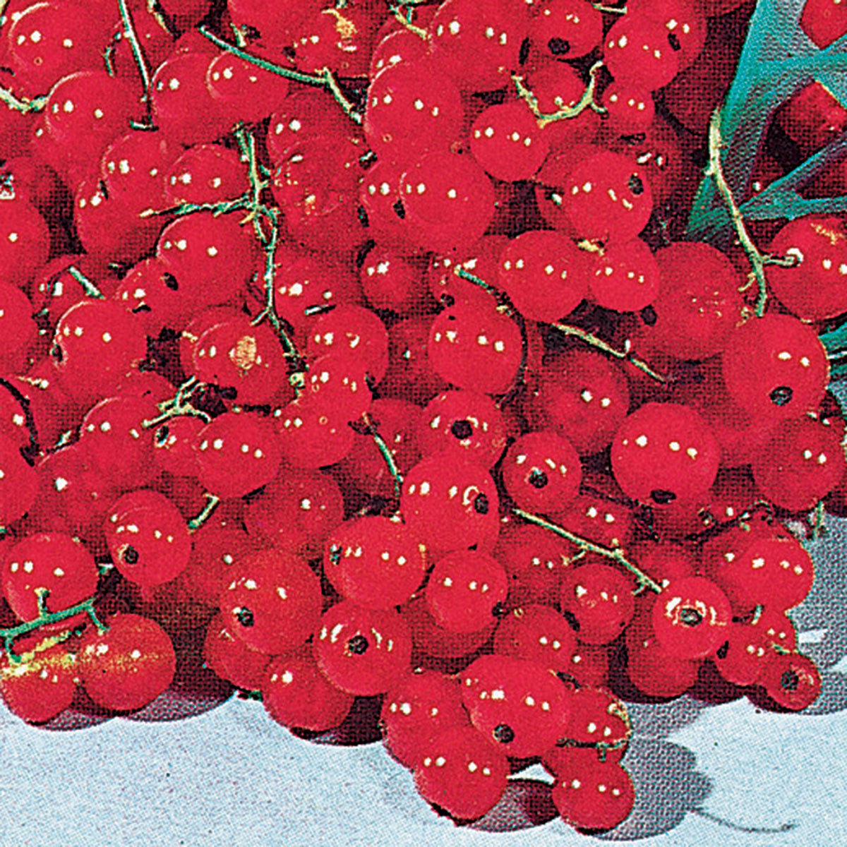 Currant, Red Lake
