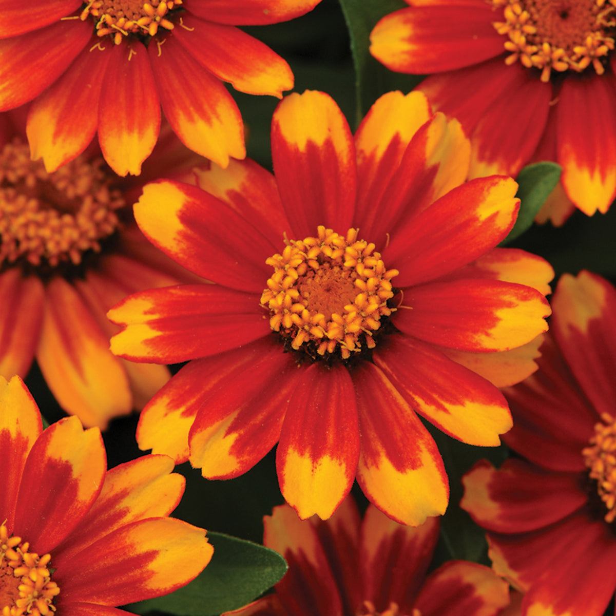 Zinnia, Zahara® Sunburst