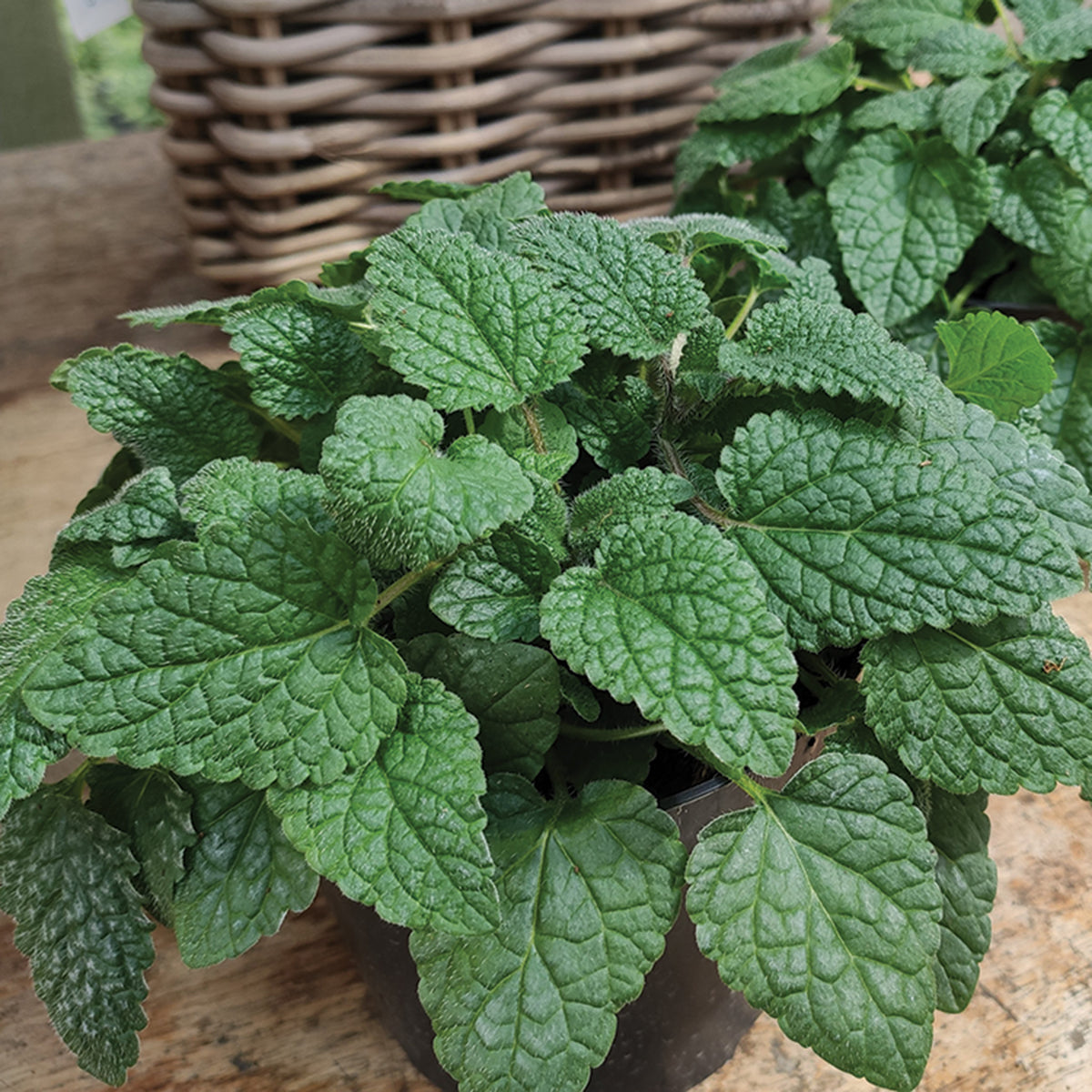 Lemon Balm, Mandarina
