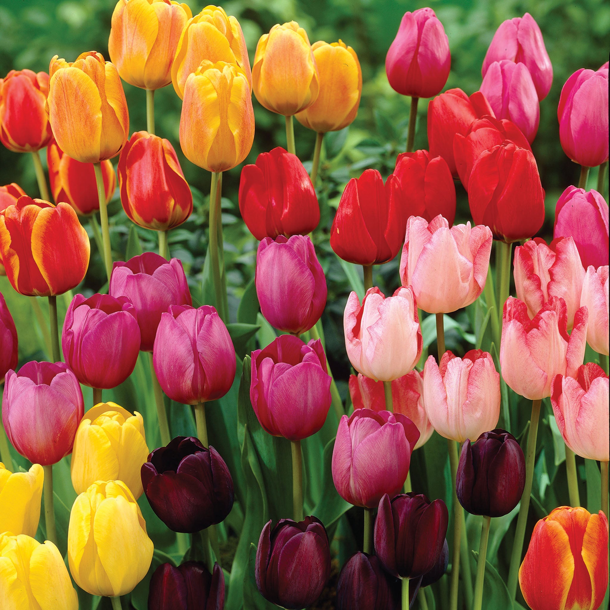 Tulip, Rainbow Parade Mix, 25 Pack