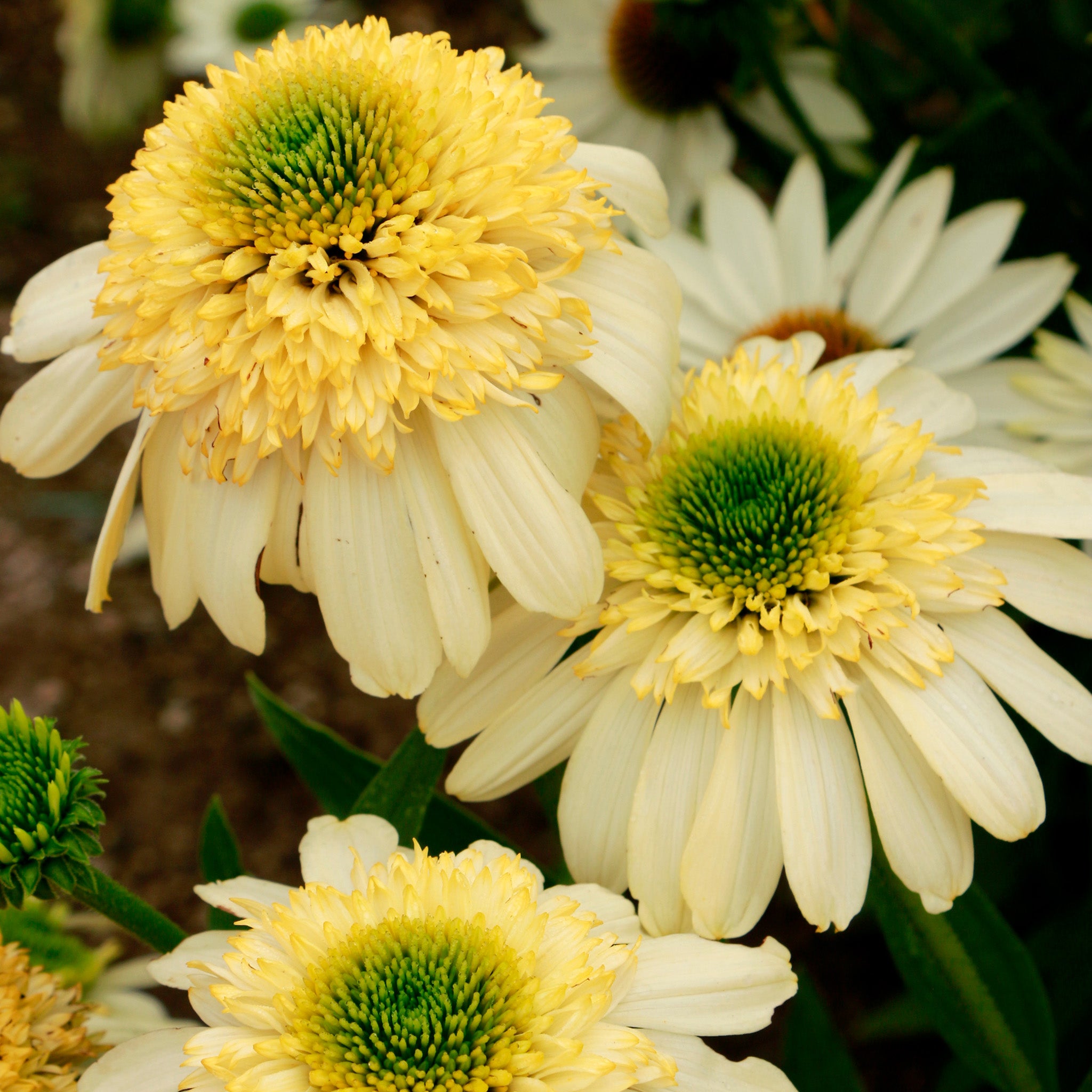 Echinacea, Fried Egg