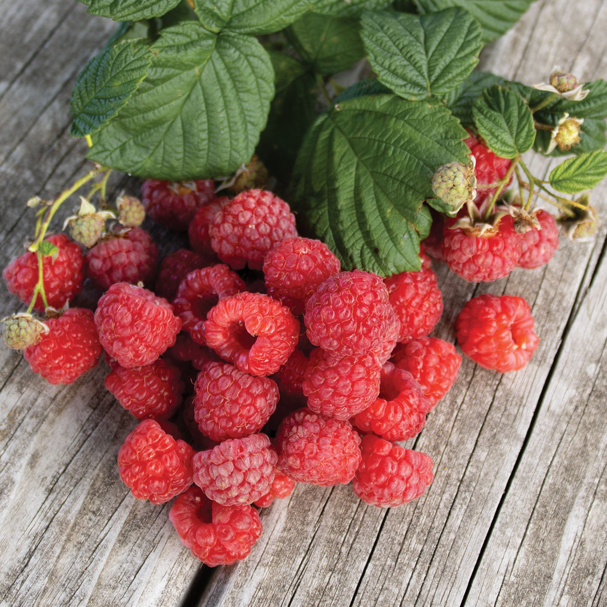 Raspberry, Summer-Bearing, Latham