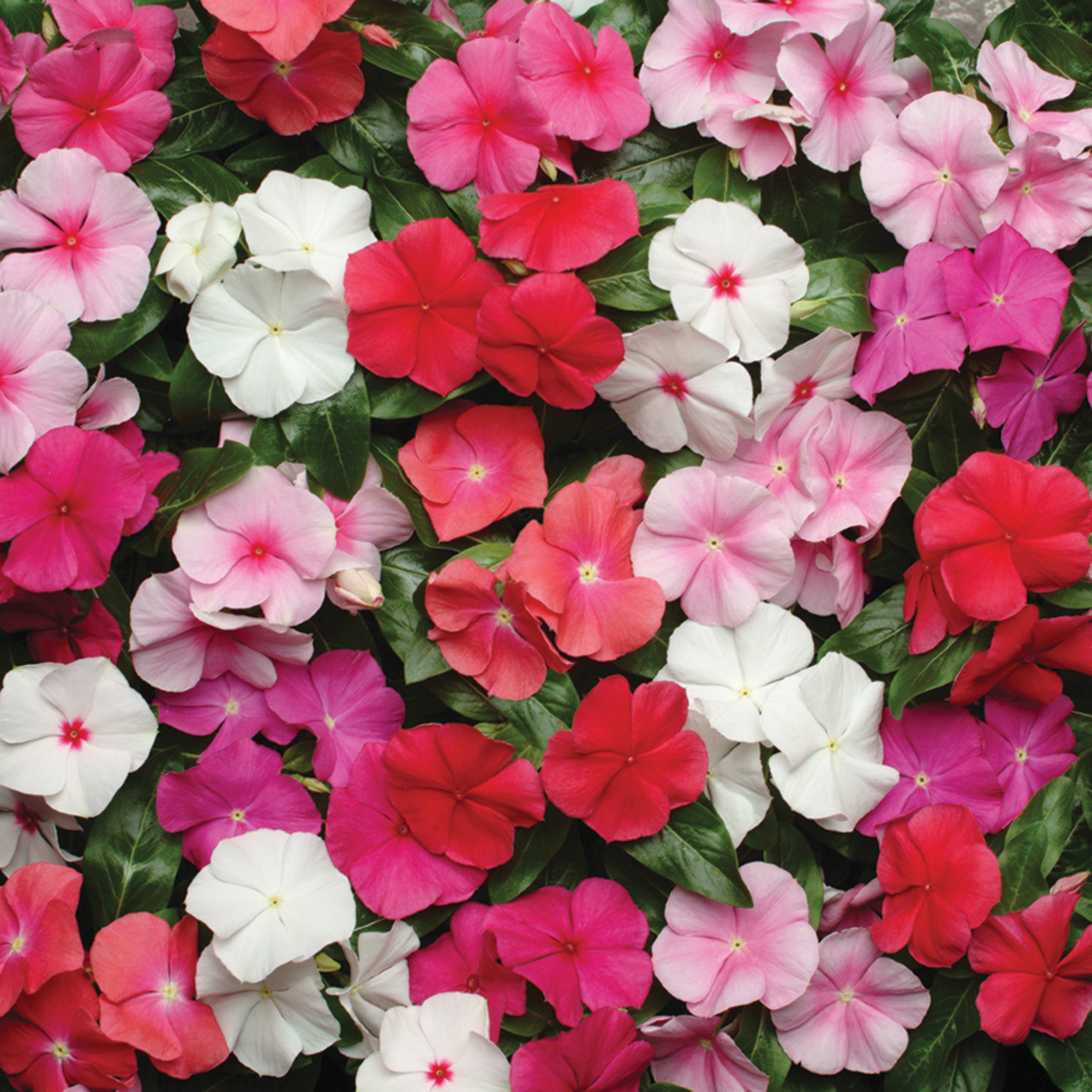 Vinca, Pacifica XP Mix