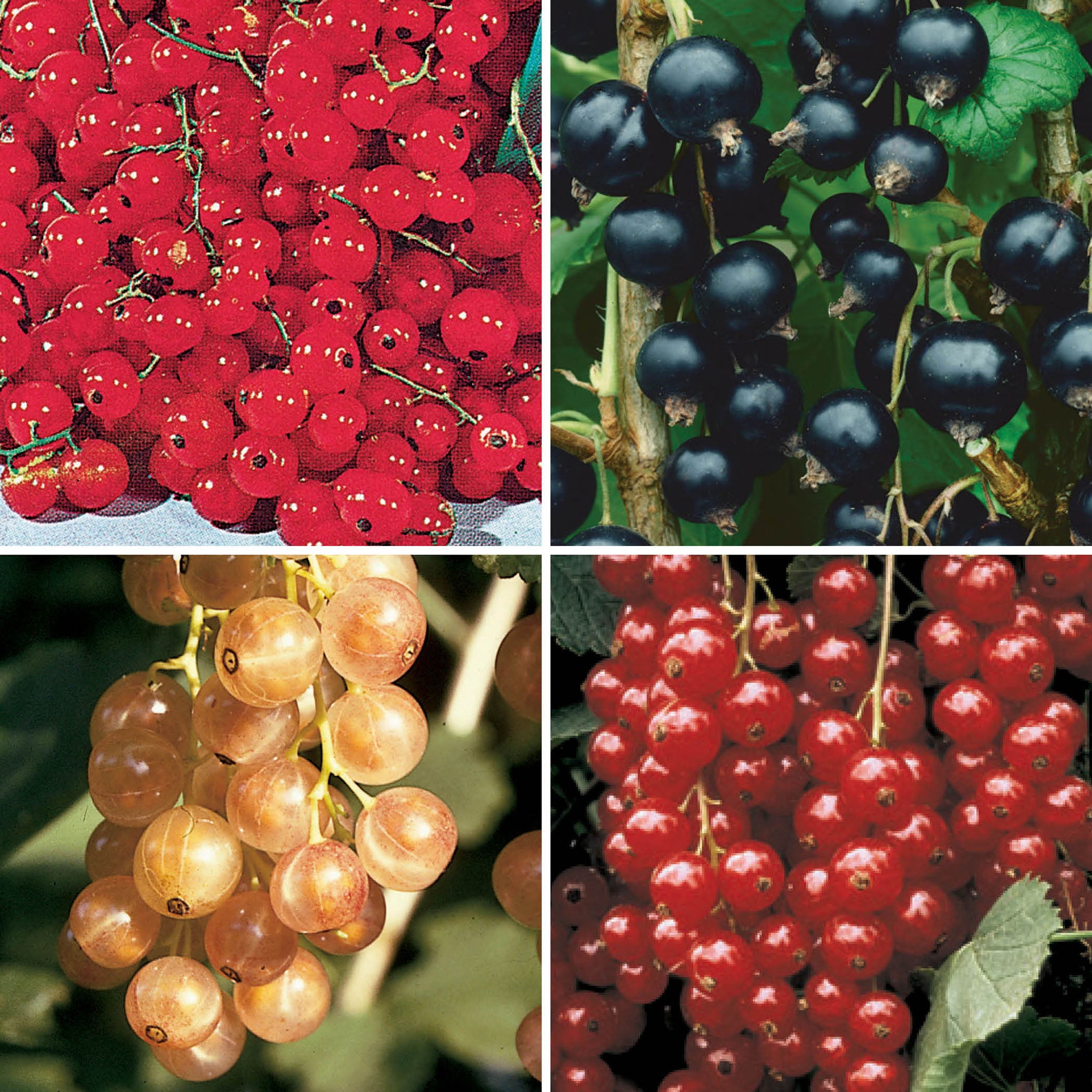 Currant Offer