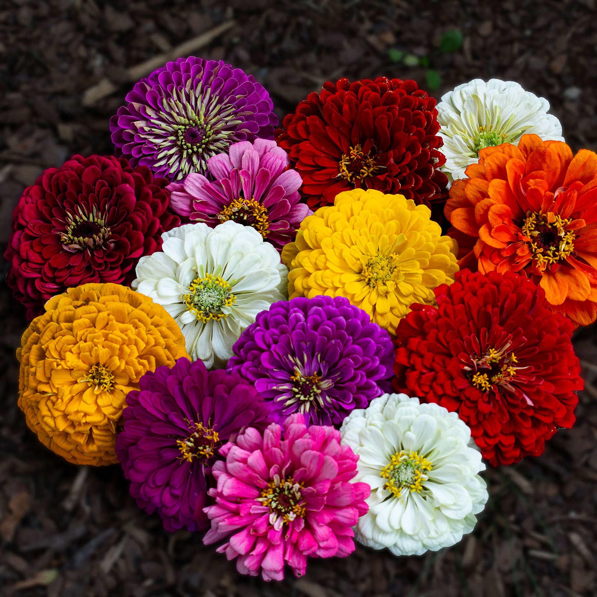 Zinnia – Jung Seed Company