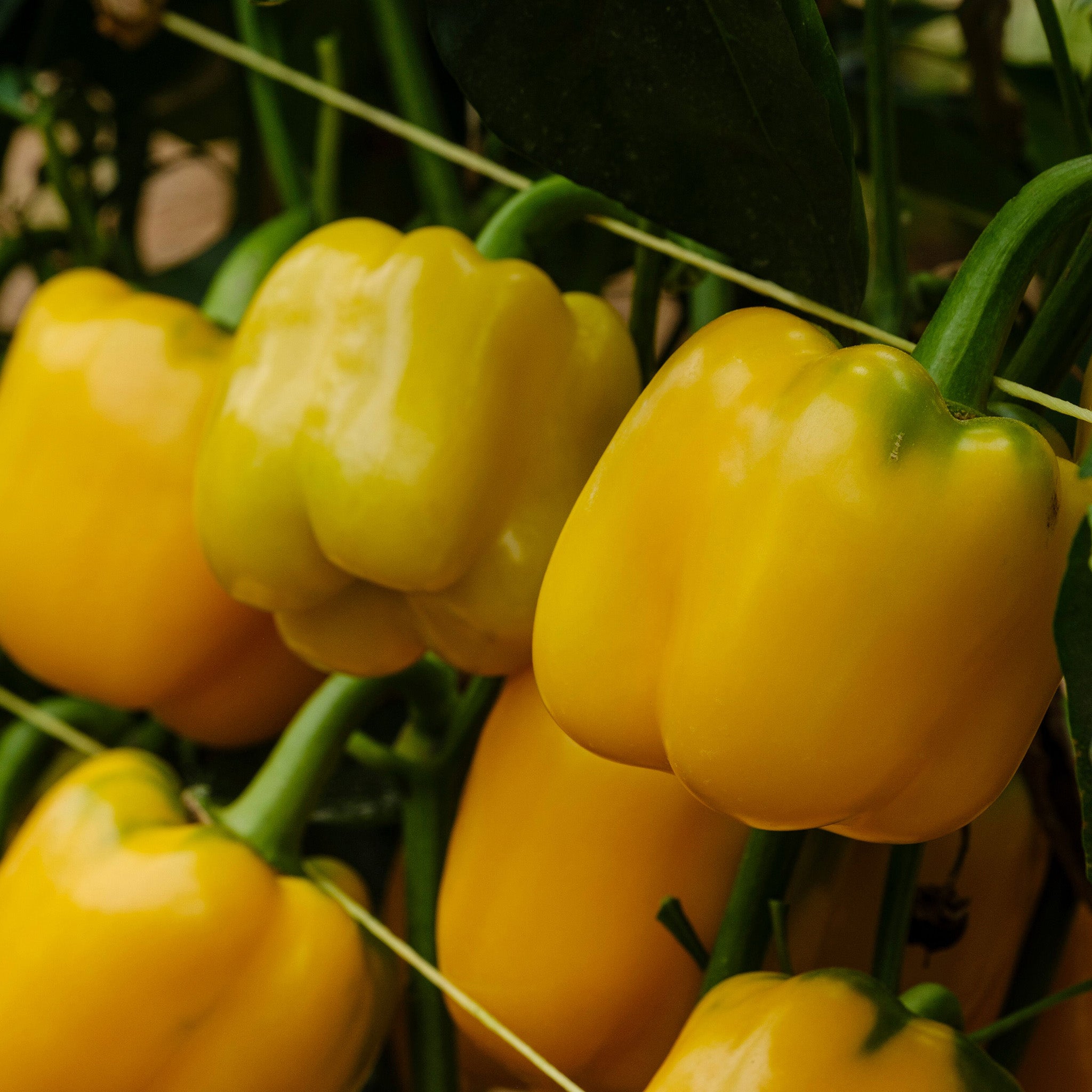 Pepper, Sweet, Tapioca Hybrid